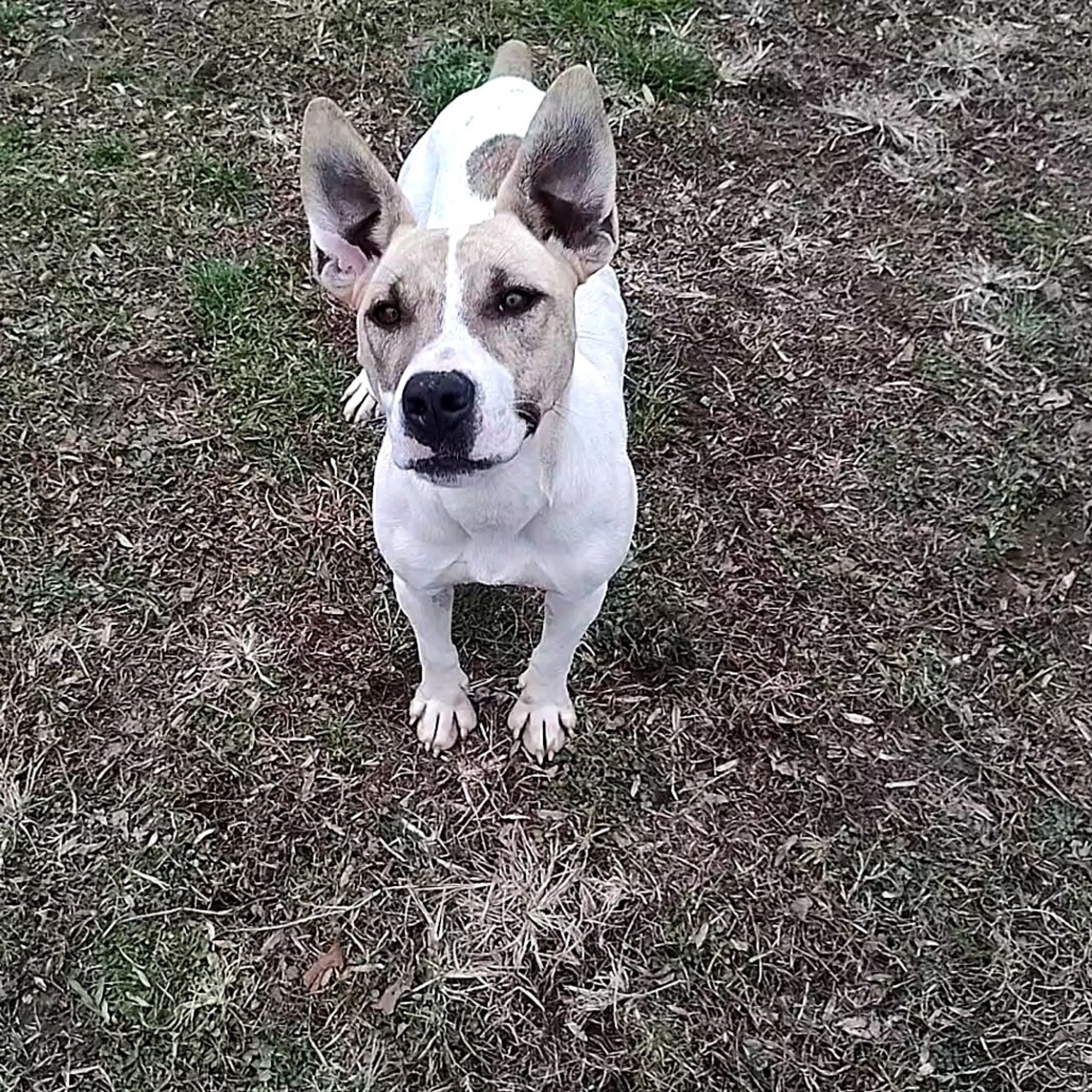 Found pet-3