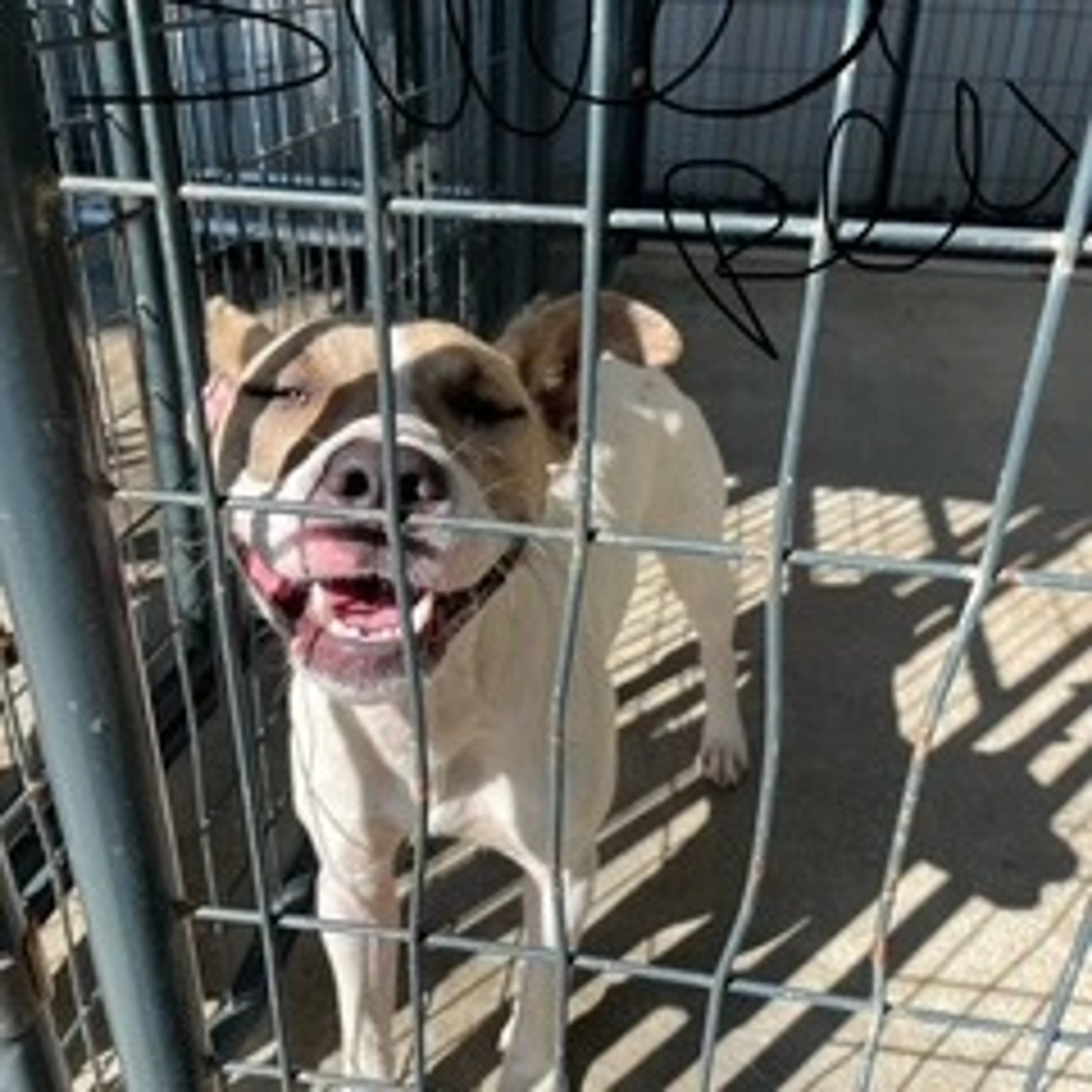 Found pet-1
