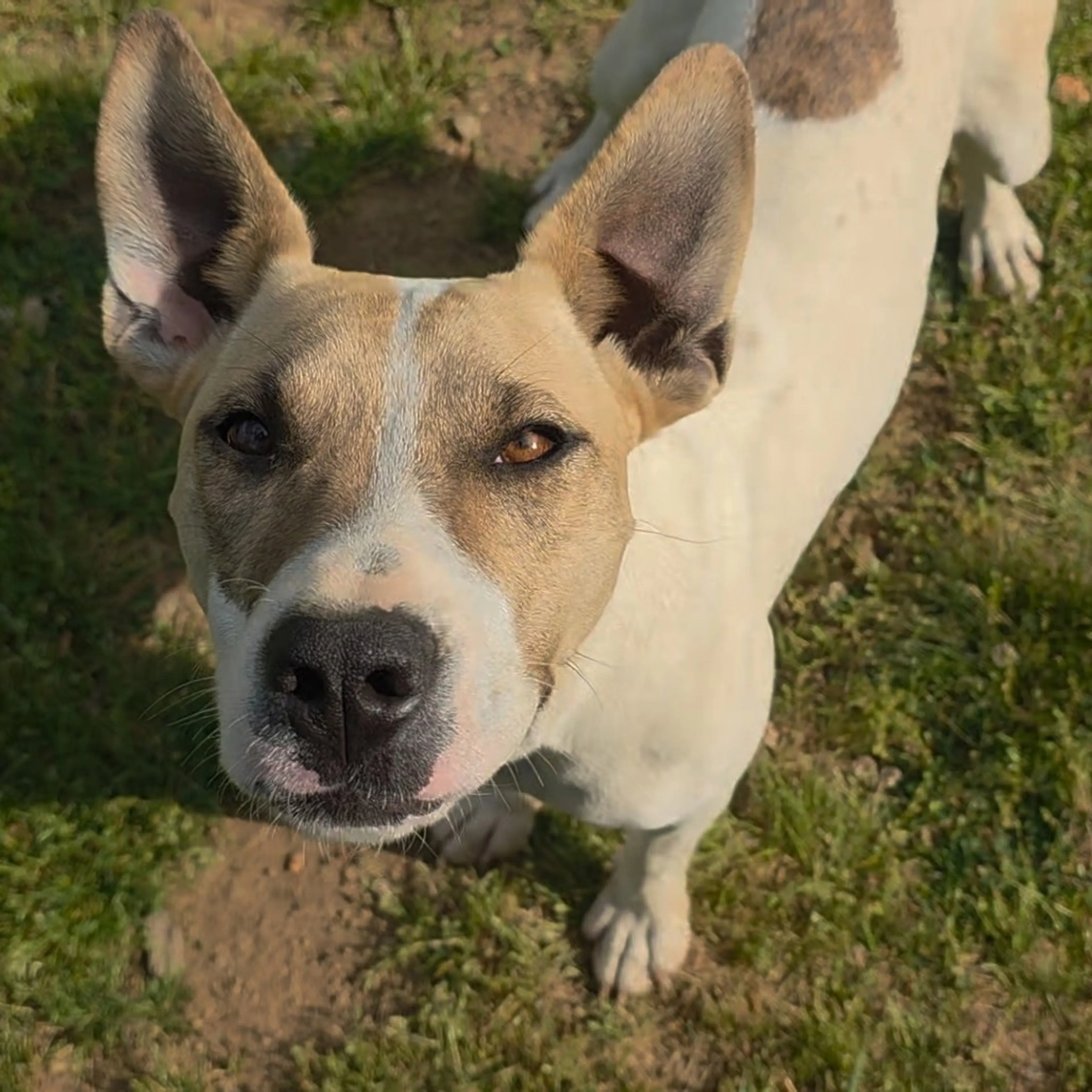 Found pet-0