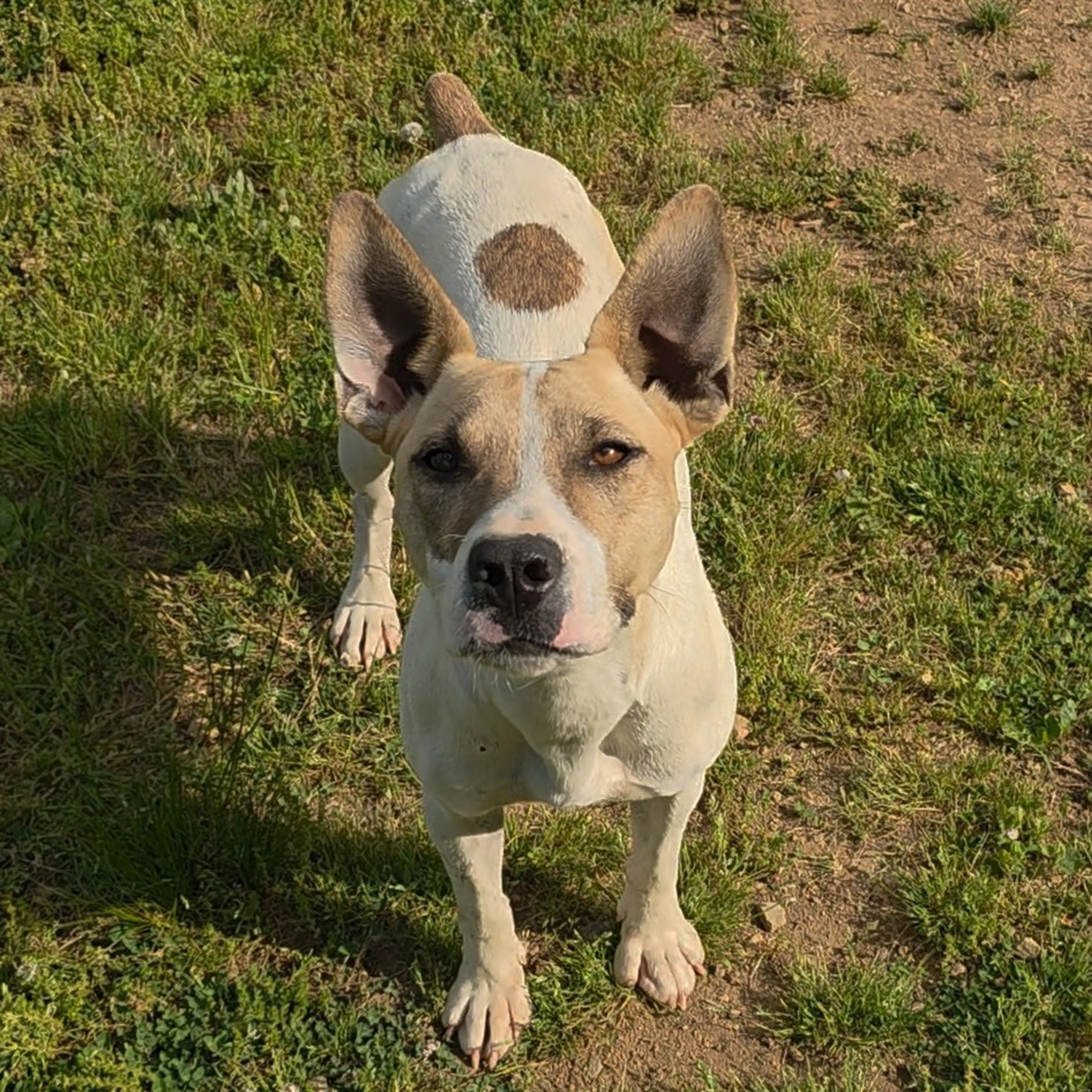 Found pet-6