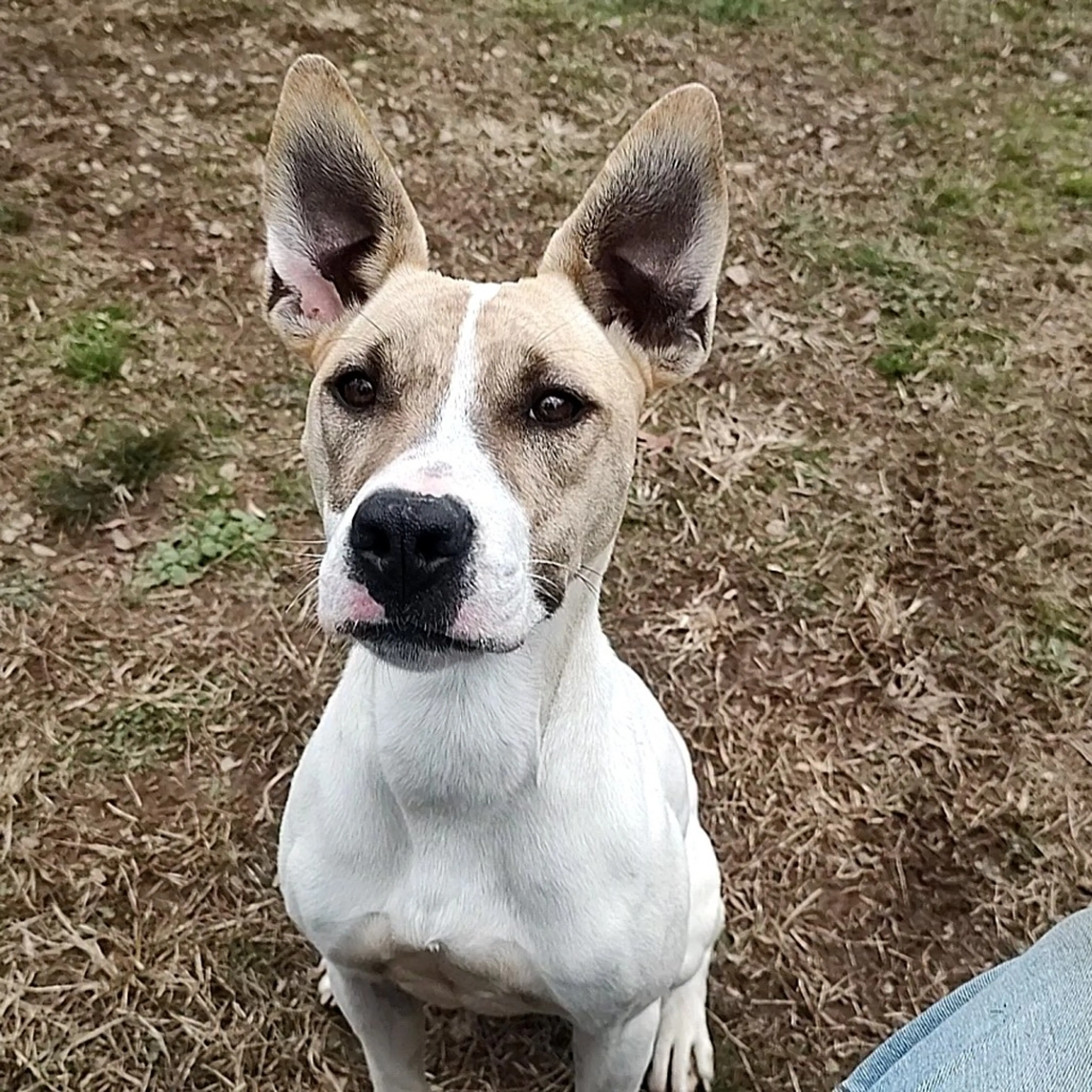Found pet-4