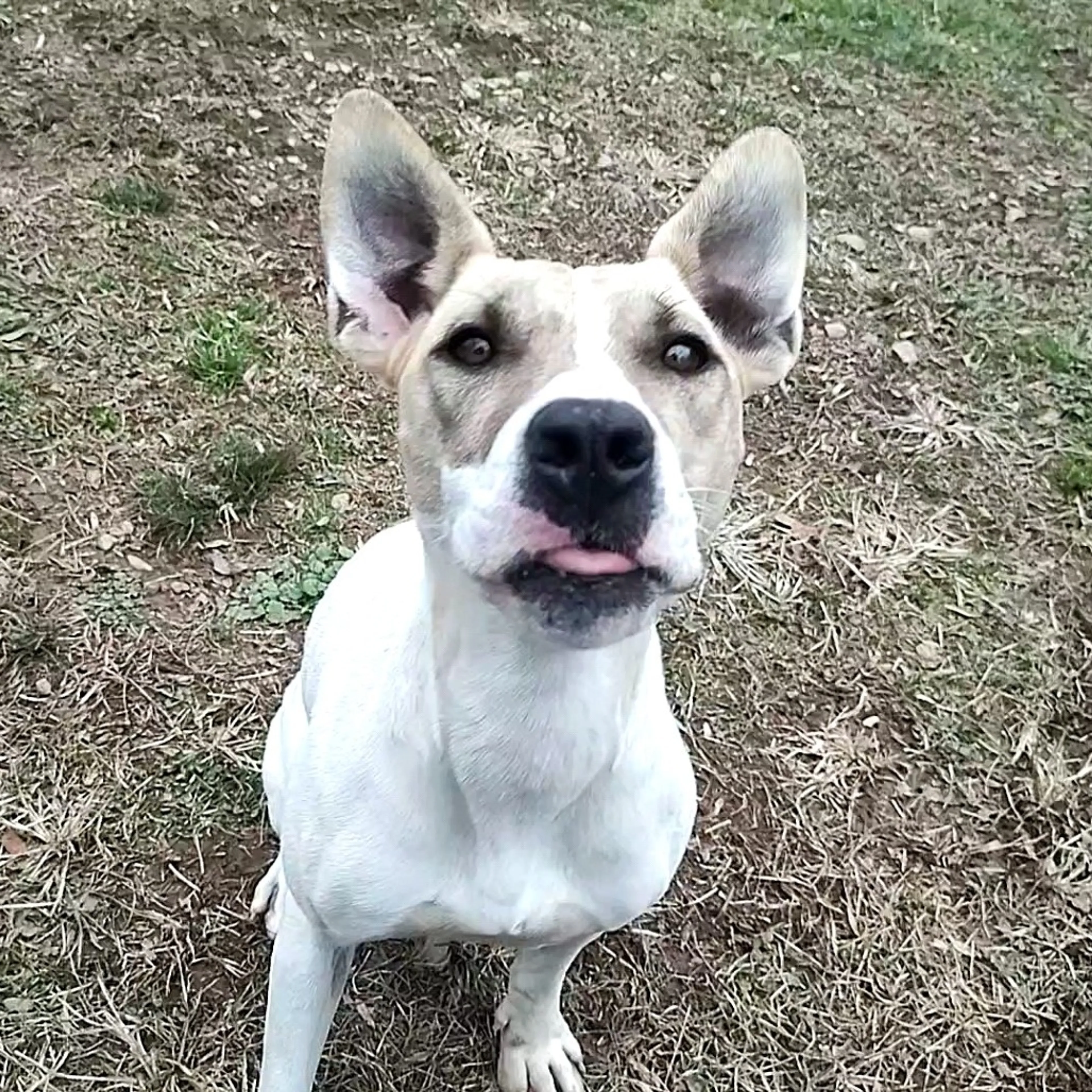 Found pet-2