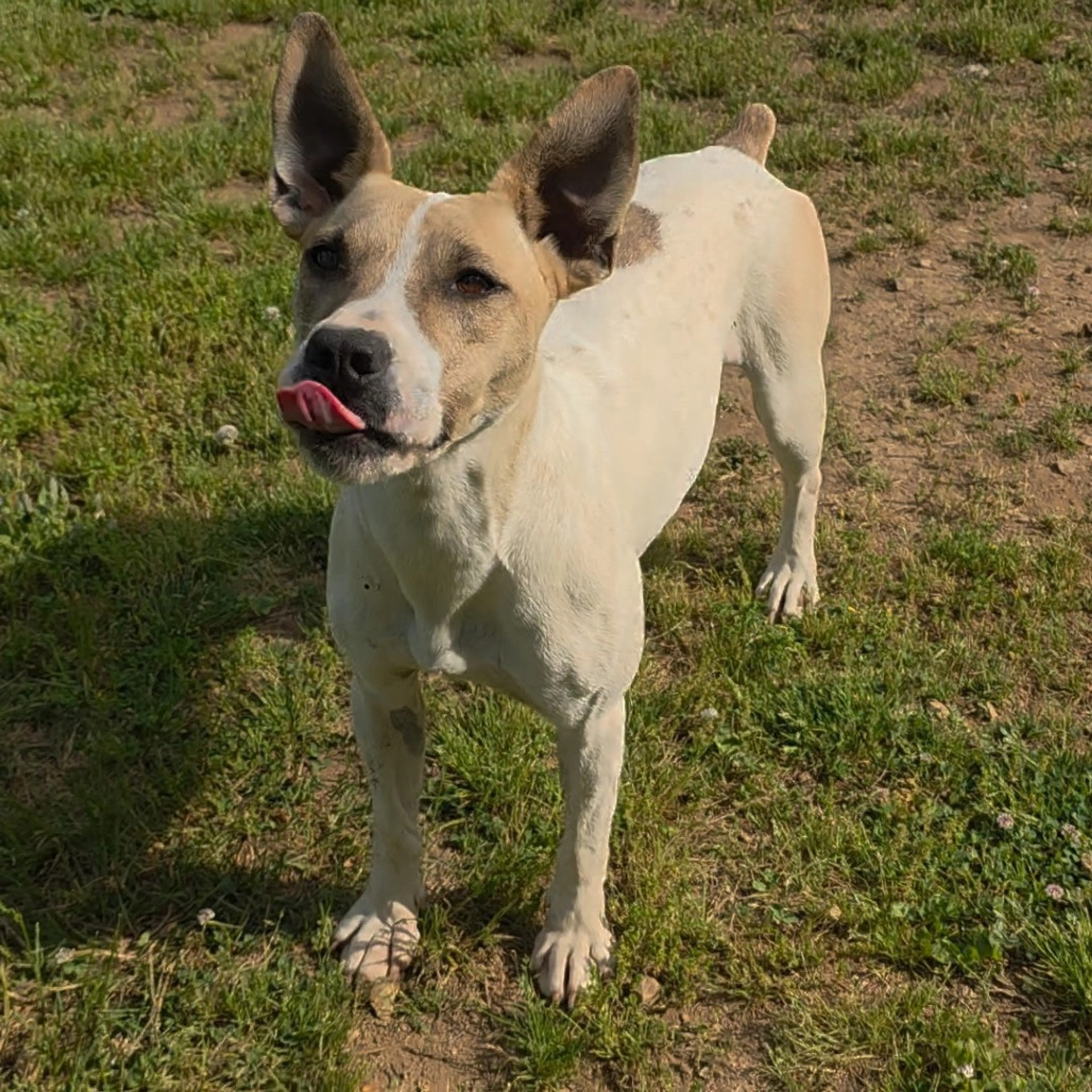 Found pet-8