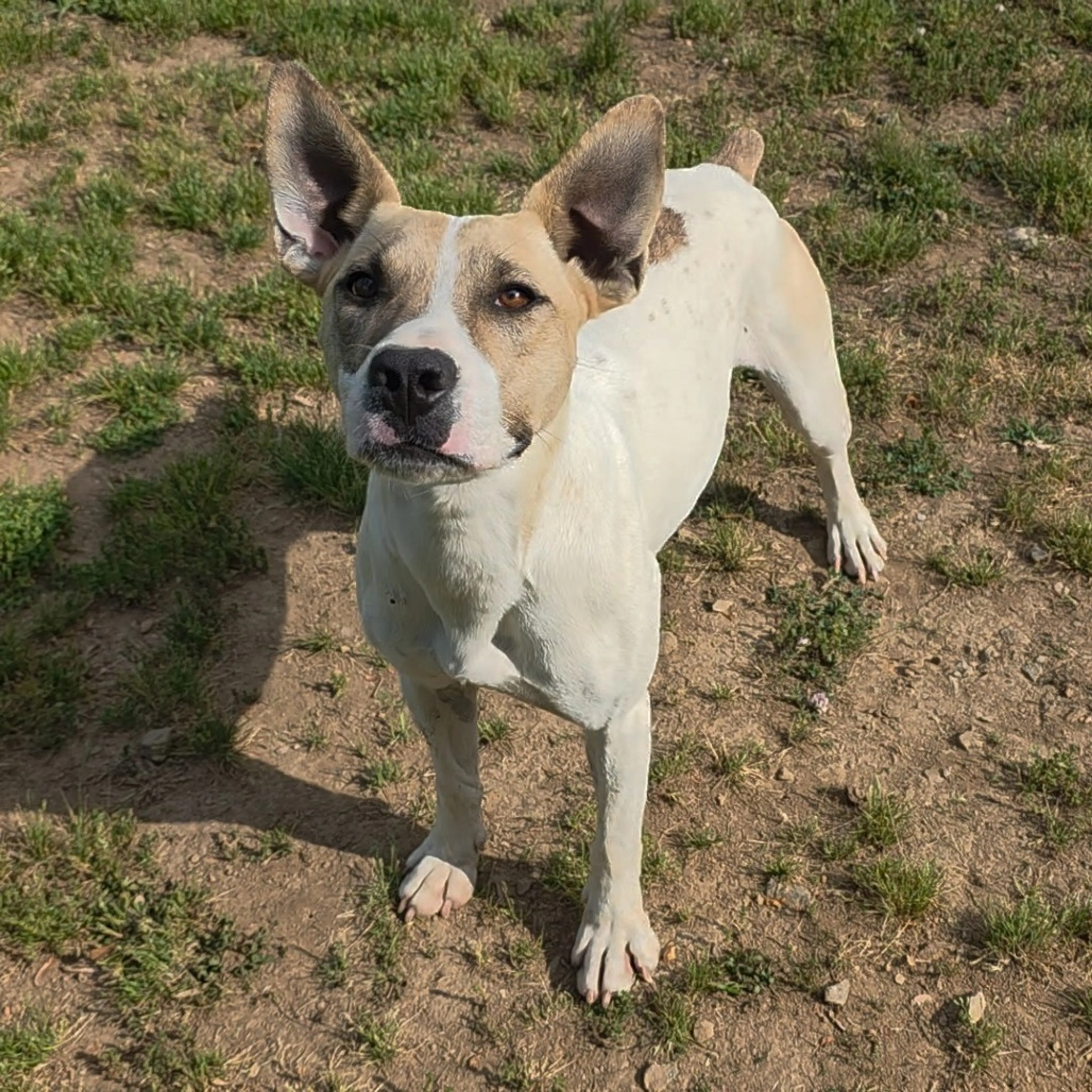 Found pet-7