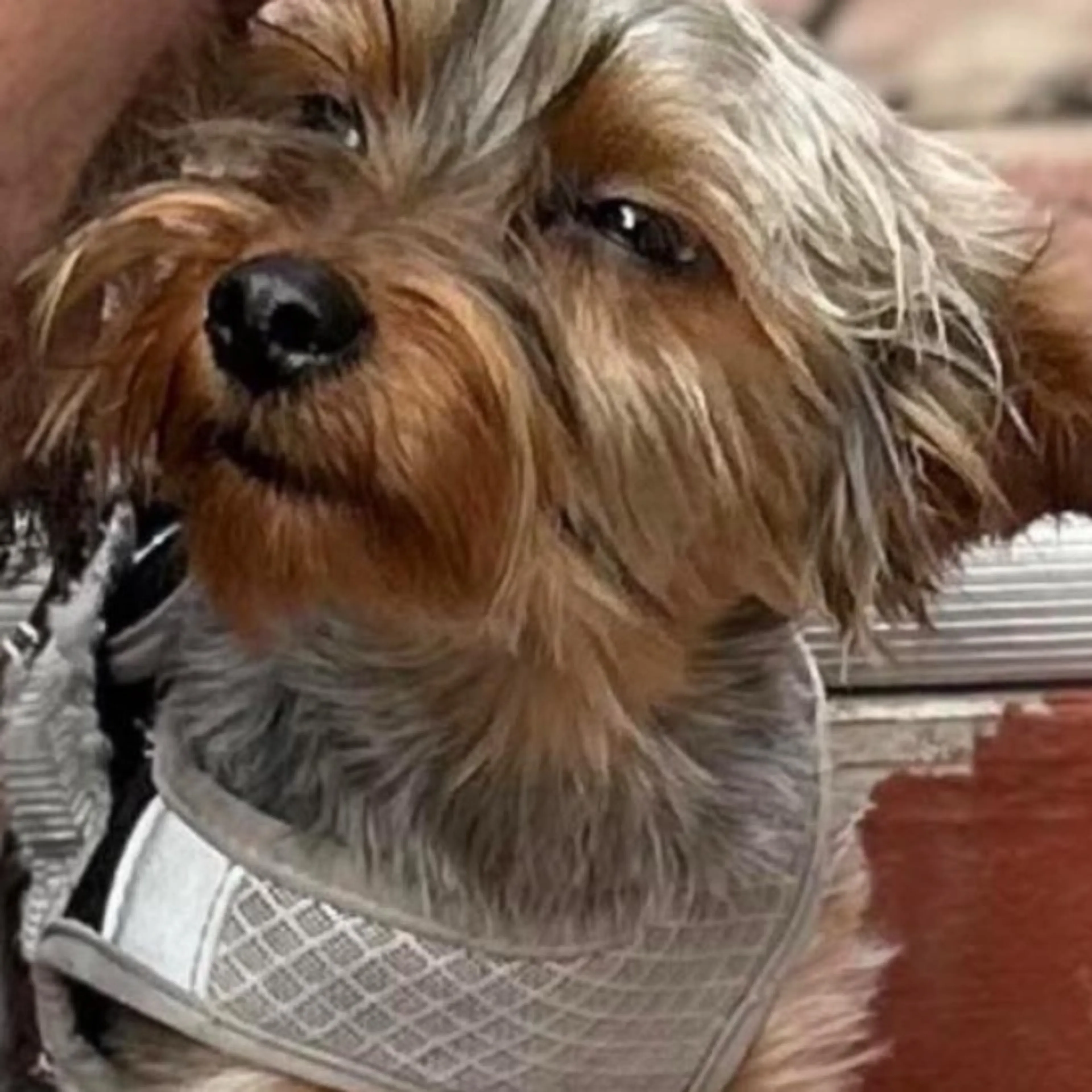 Lost pet-0