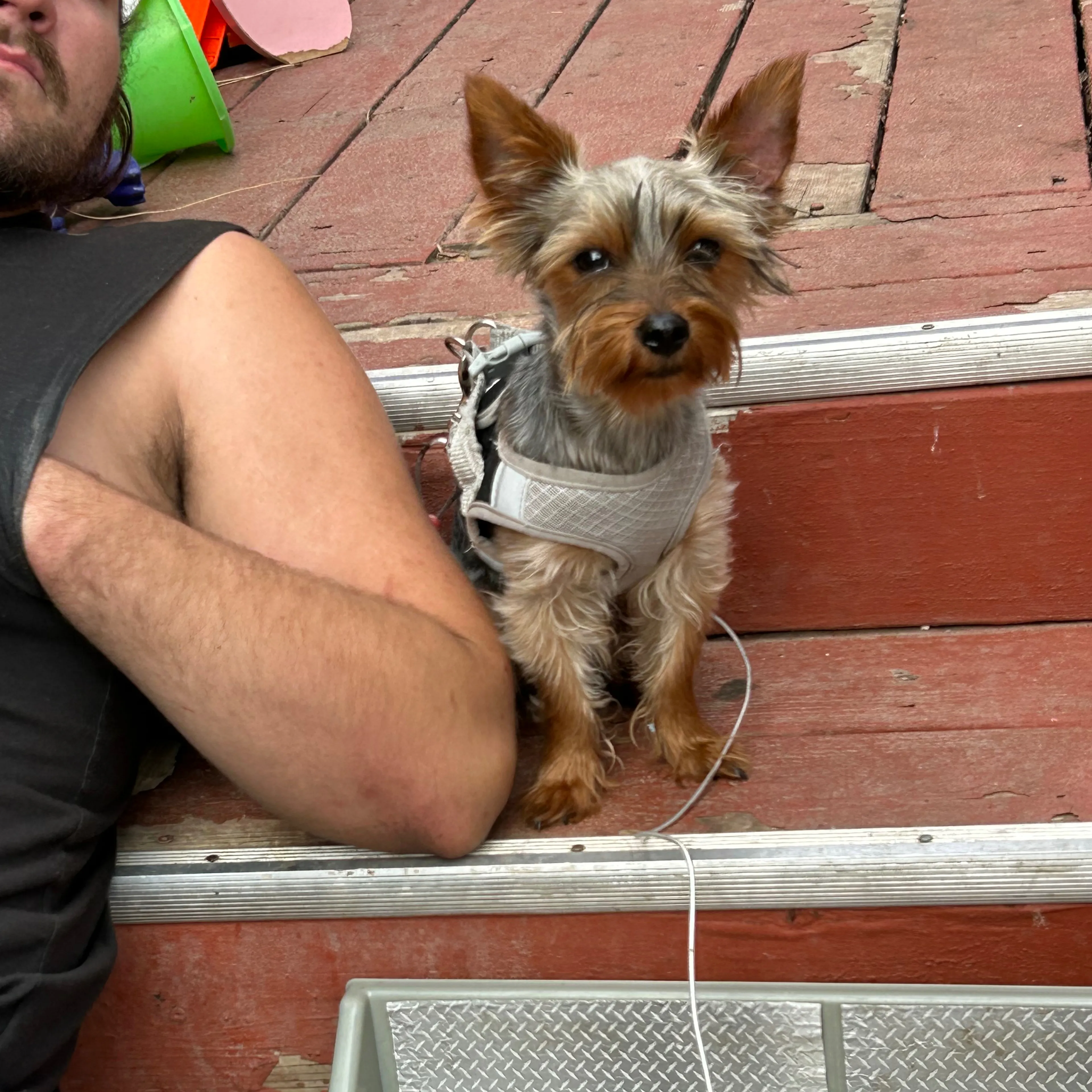 Lost pet-1