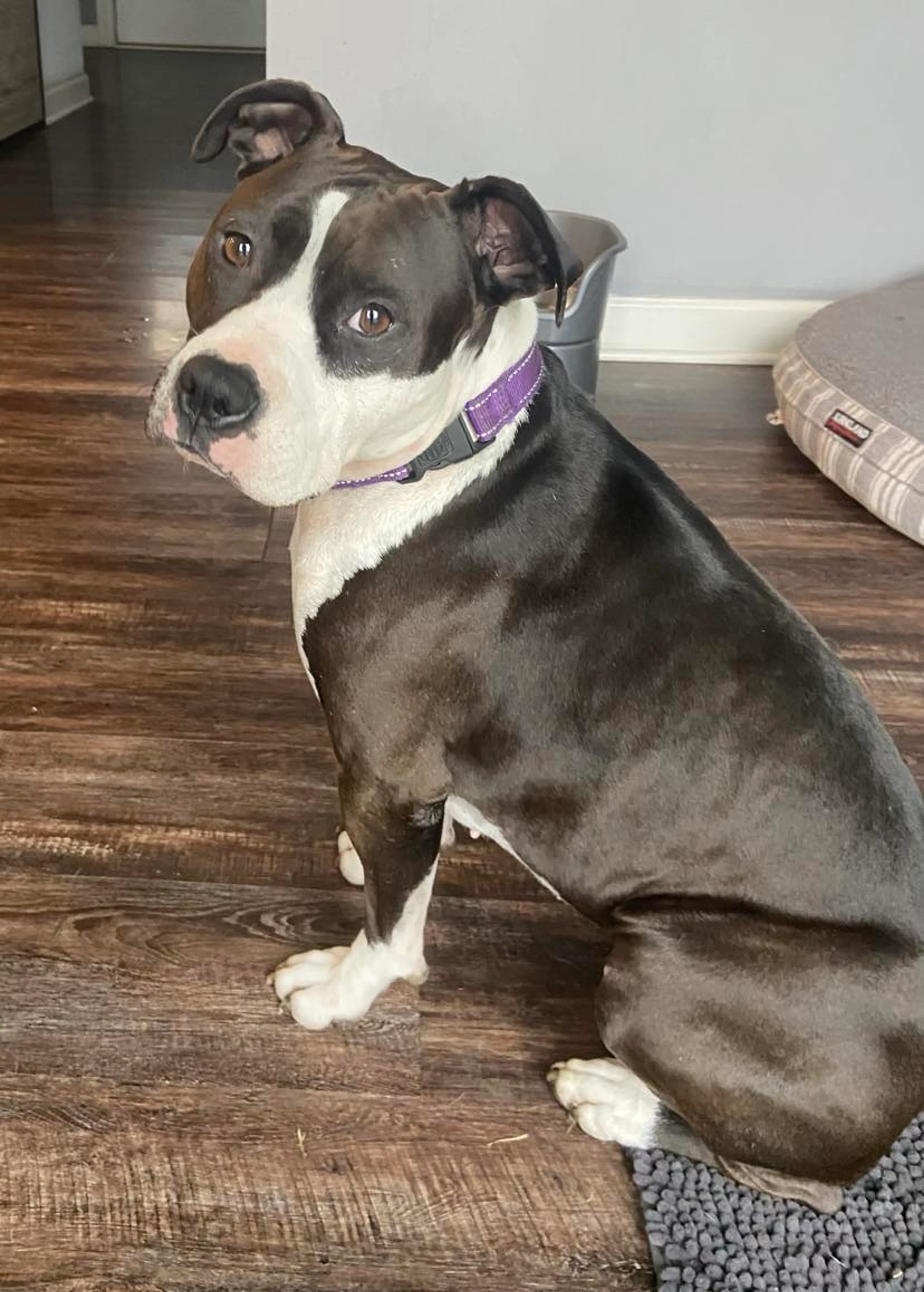 Found pet-4