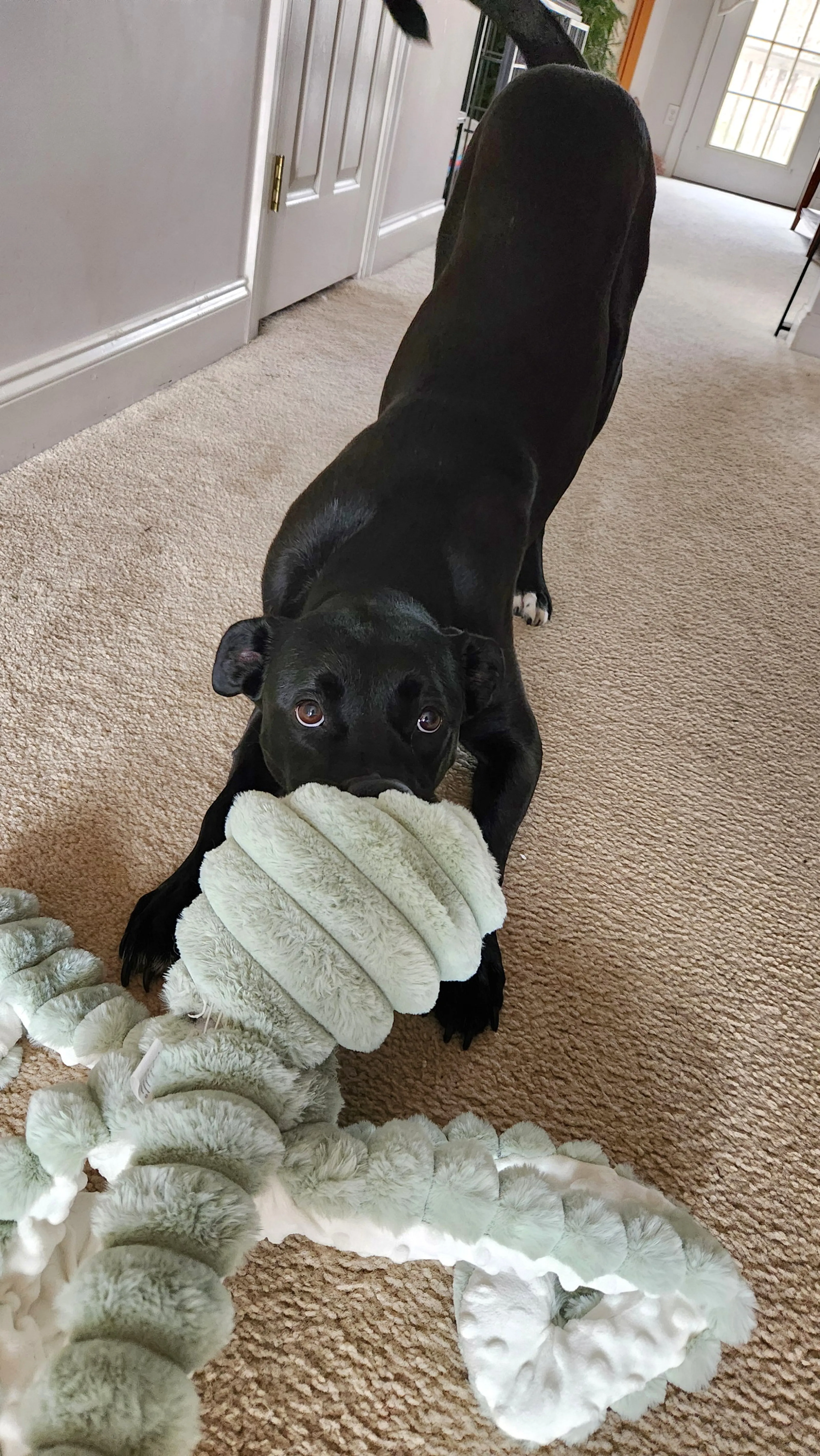 Found pet-3