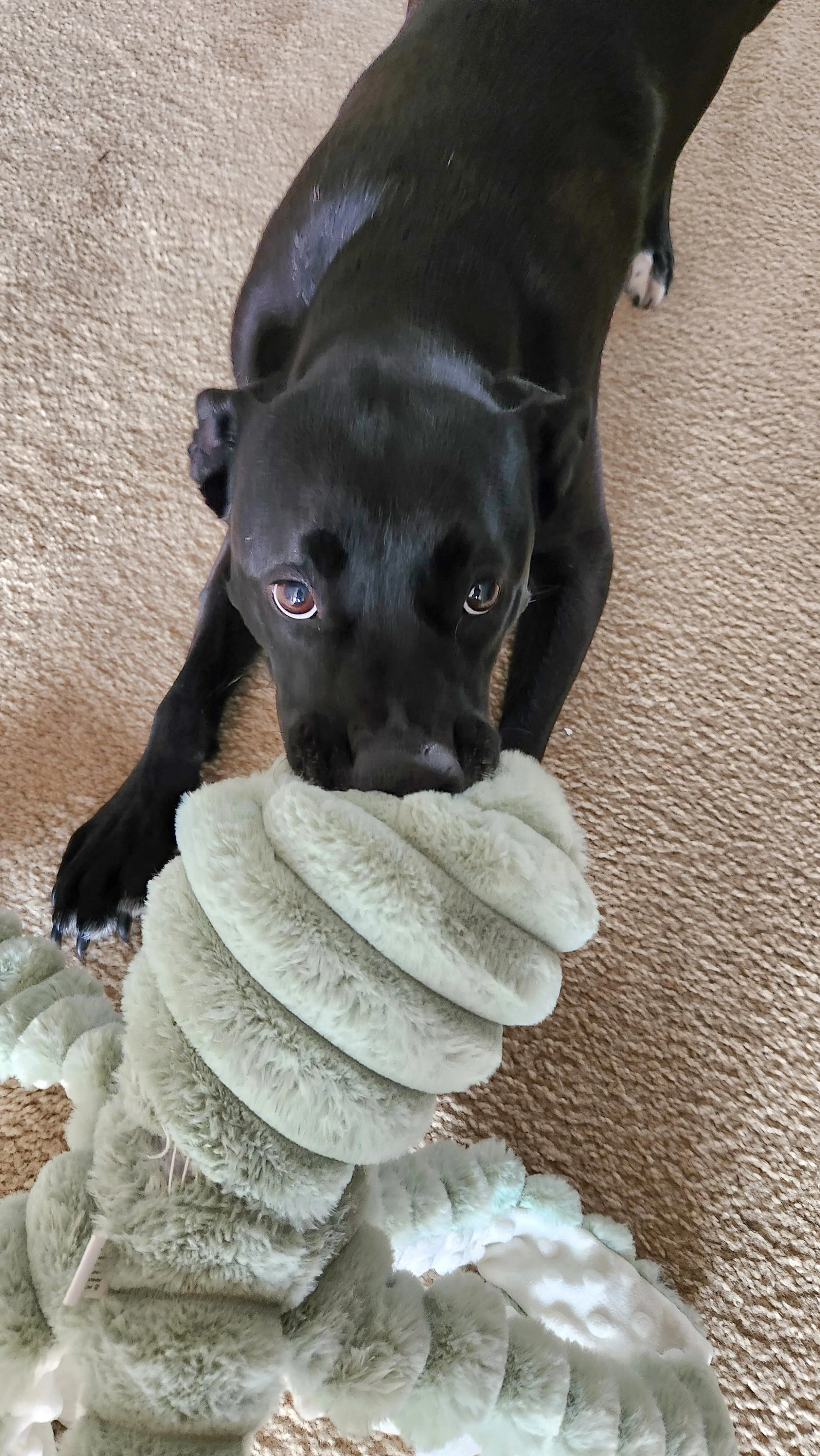 Found pet-2