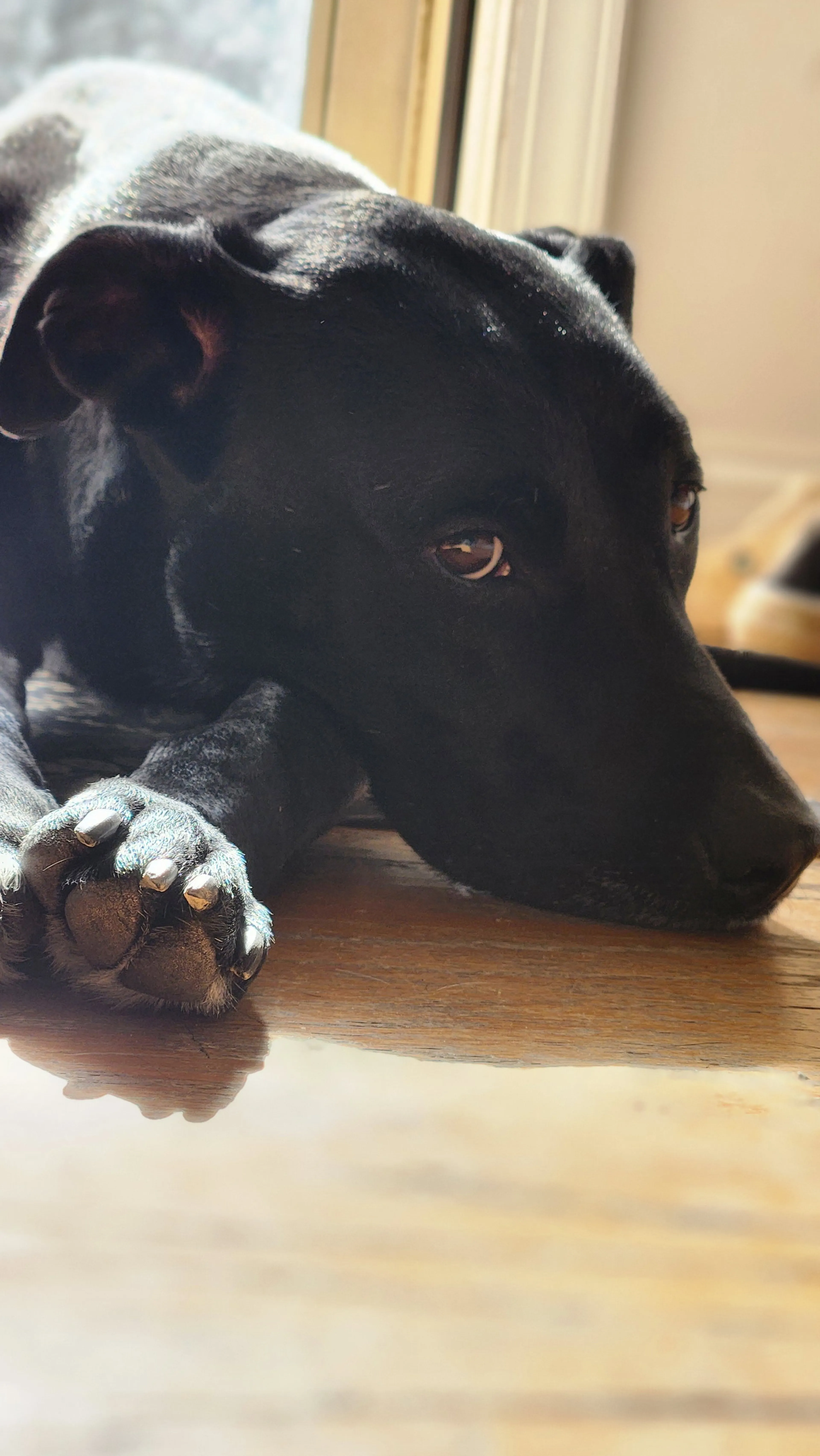 Found pet-8
