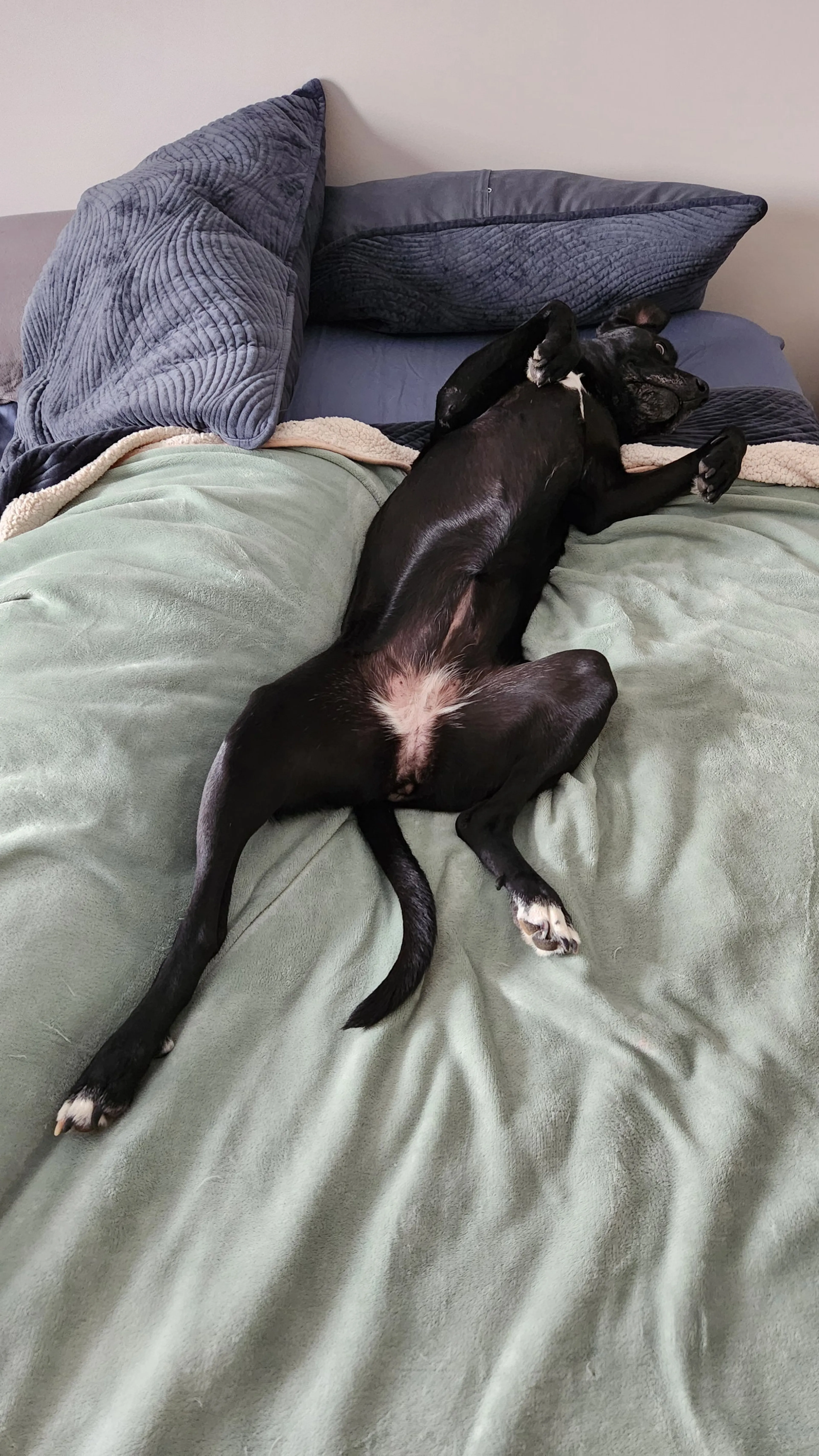 Found pet-6