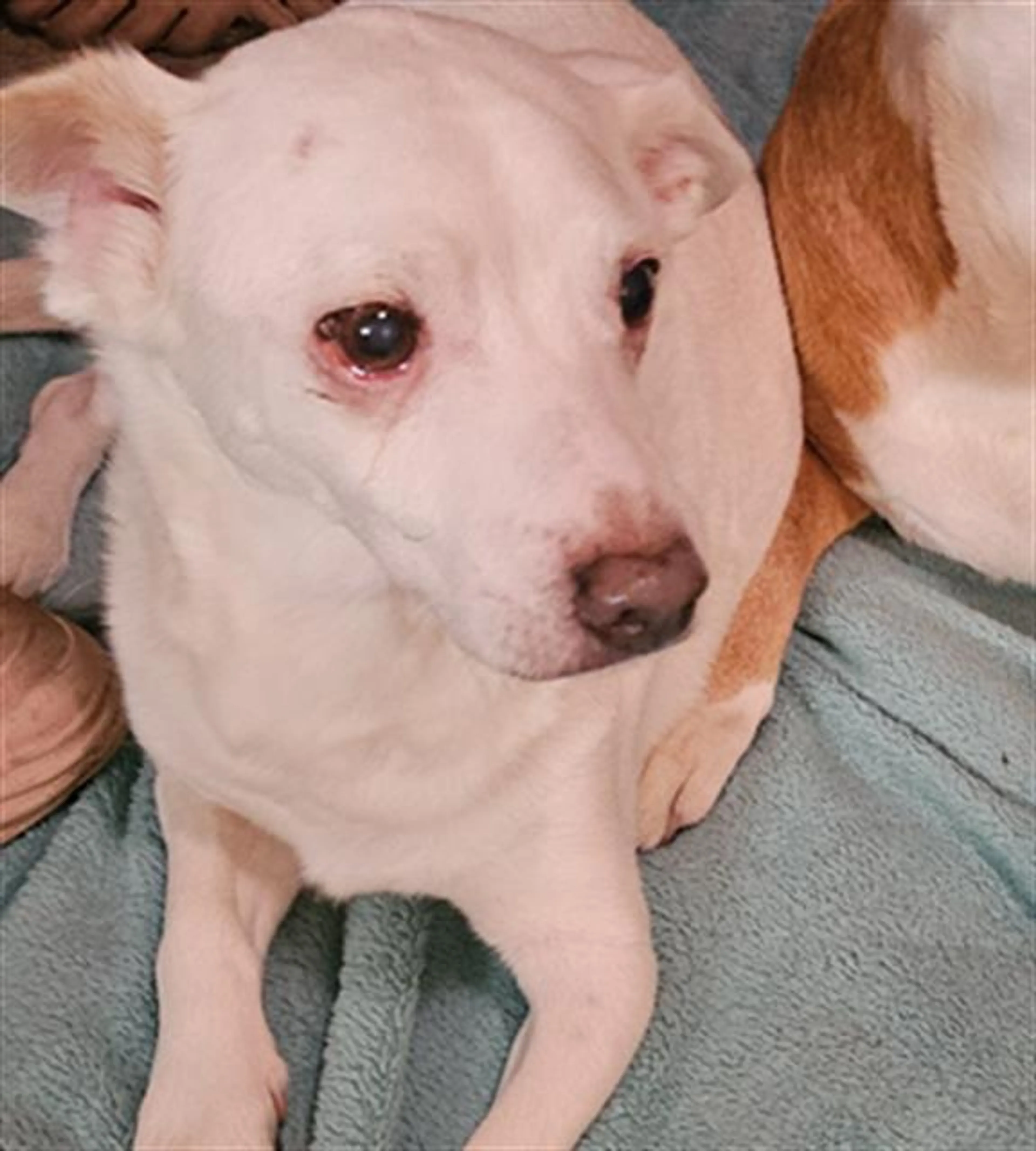 Found pet