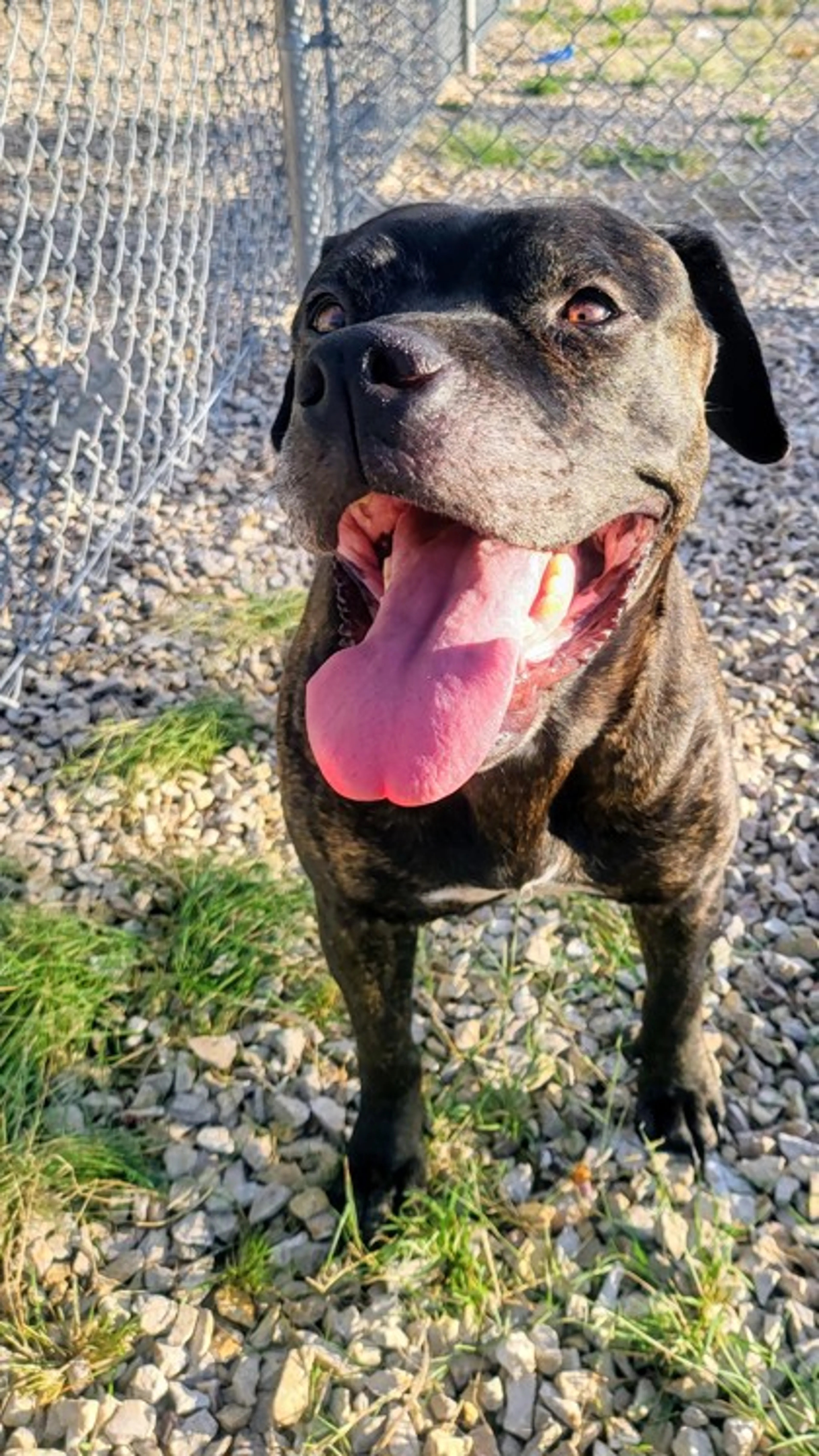 Found pet-1