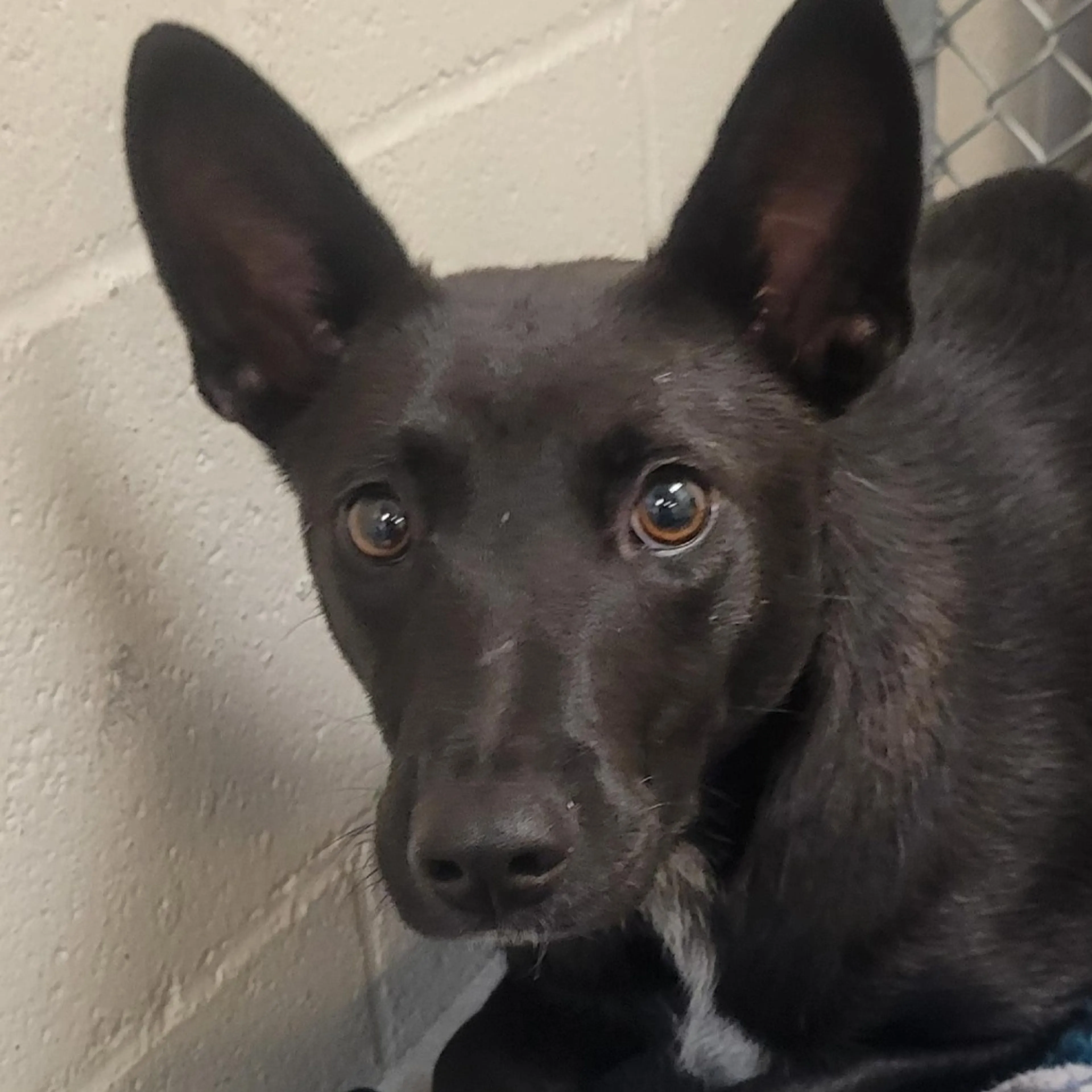 Found pet-2