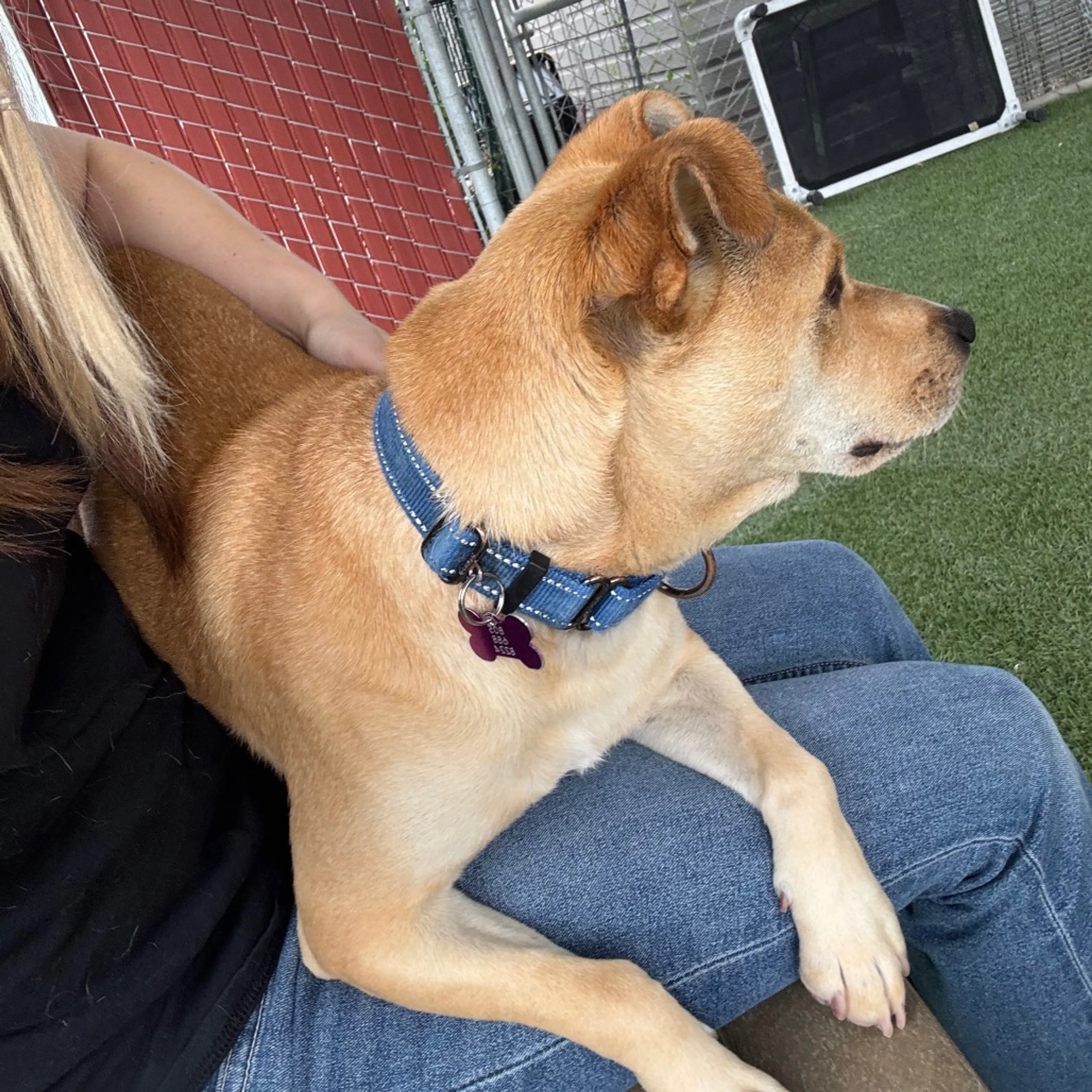 Found pet-16