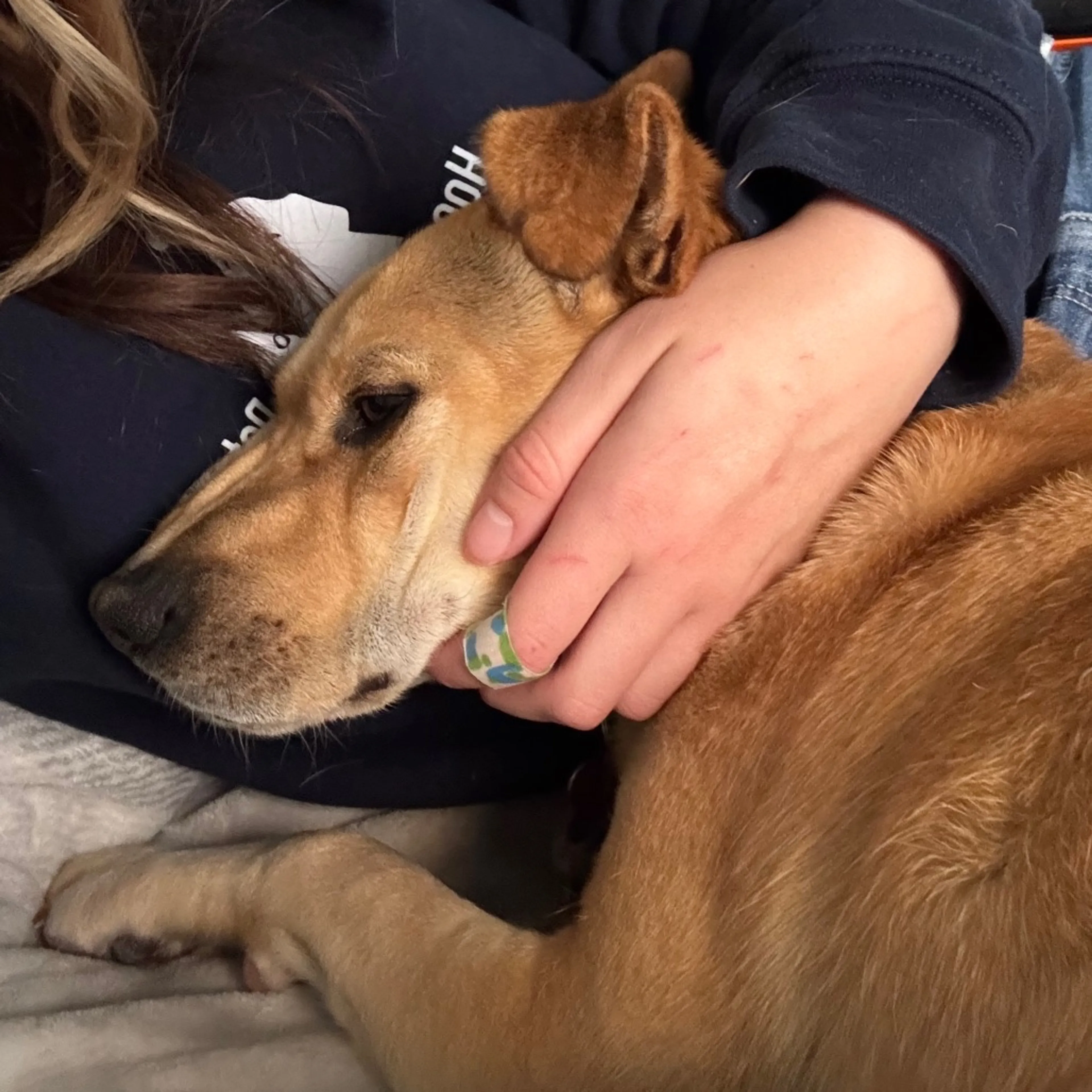 Found pet-14