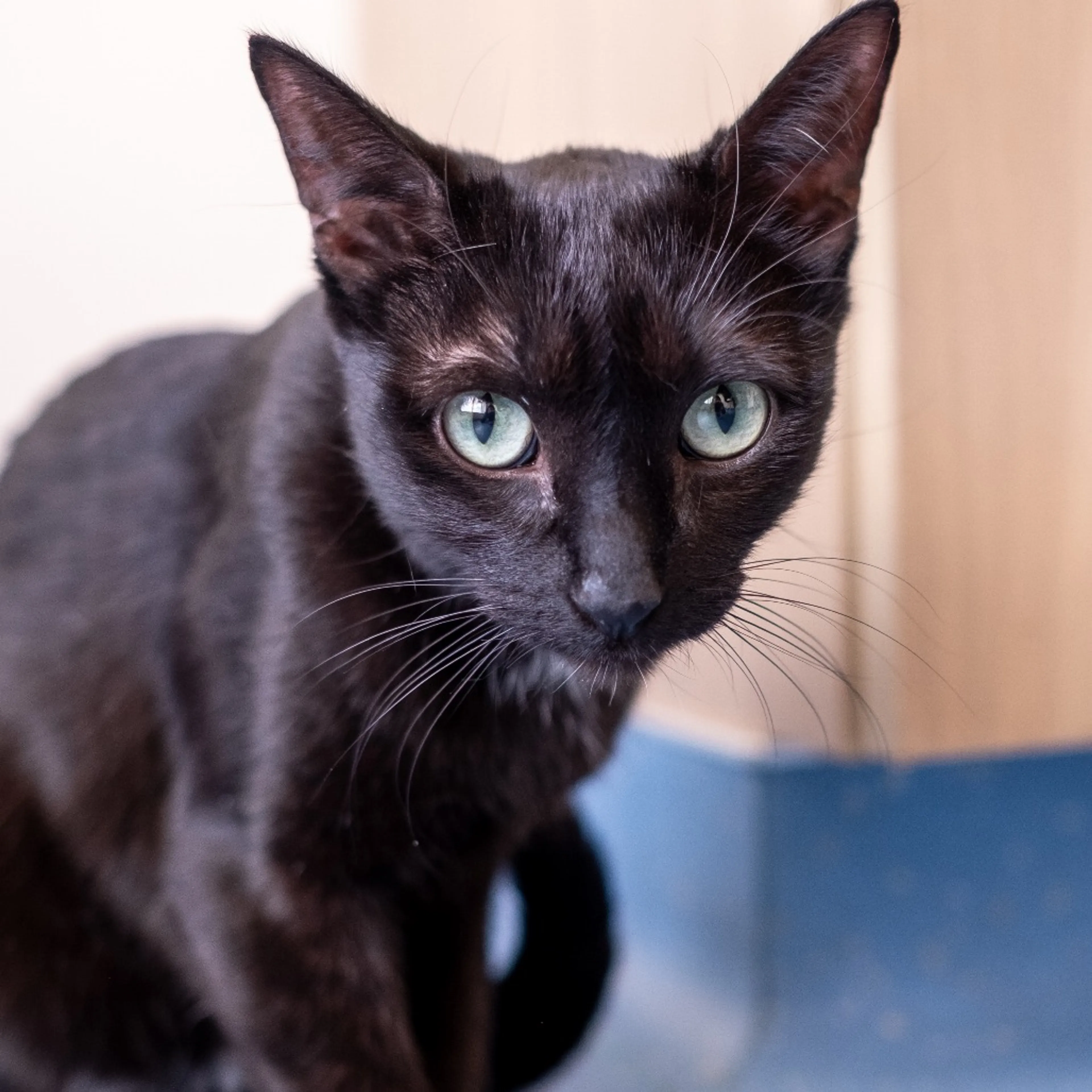Found pet-1