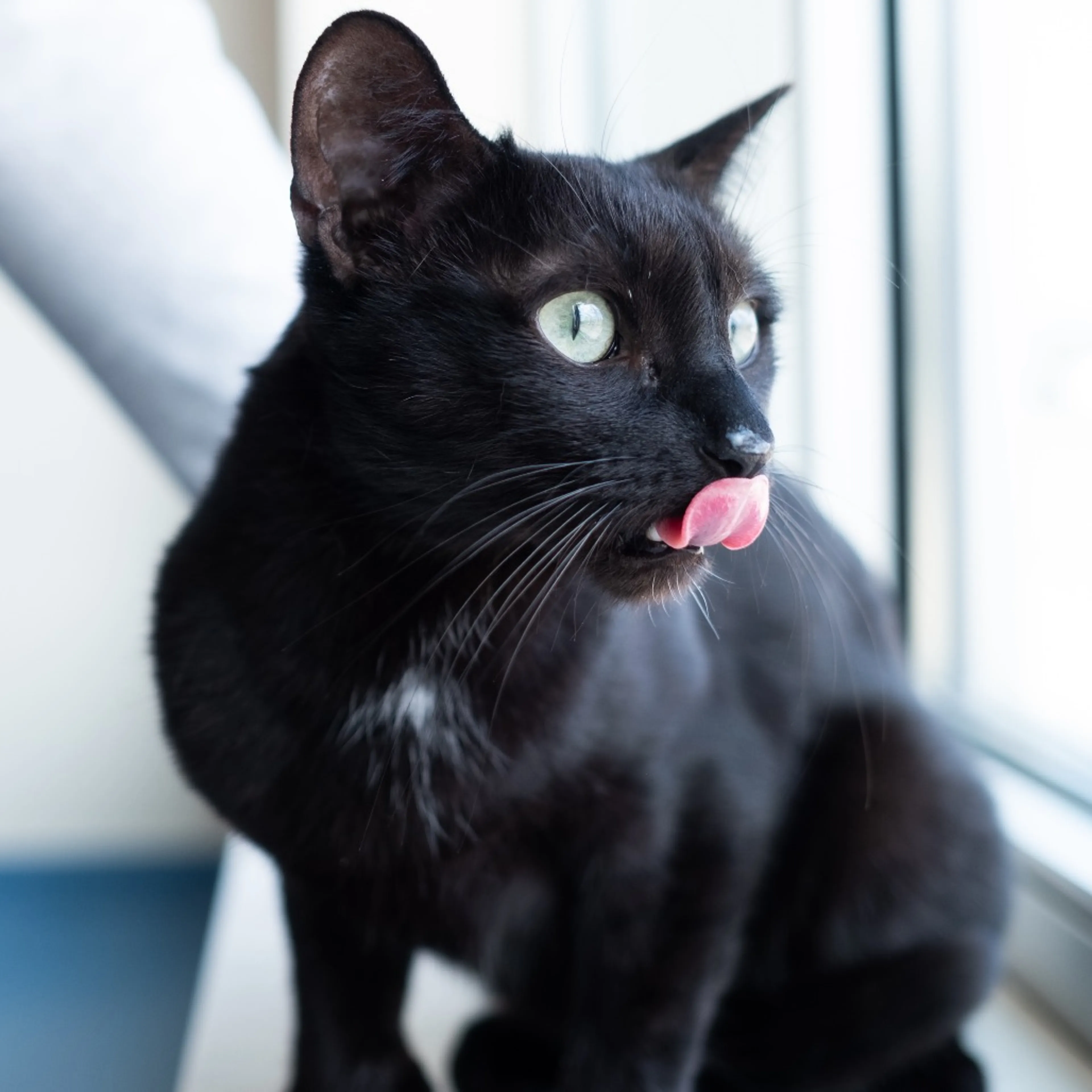 Found pet-2