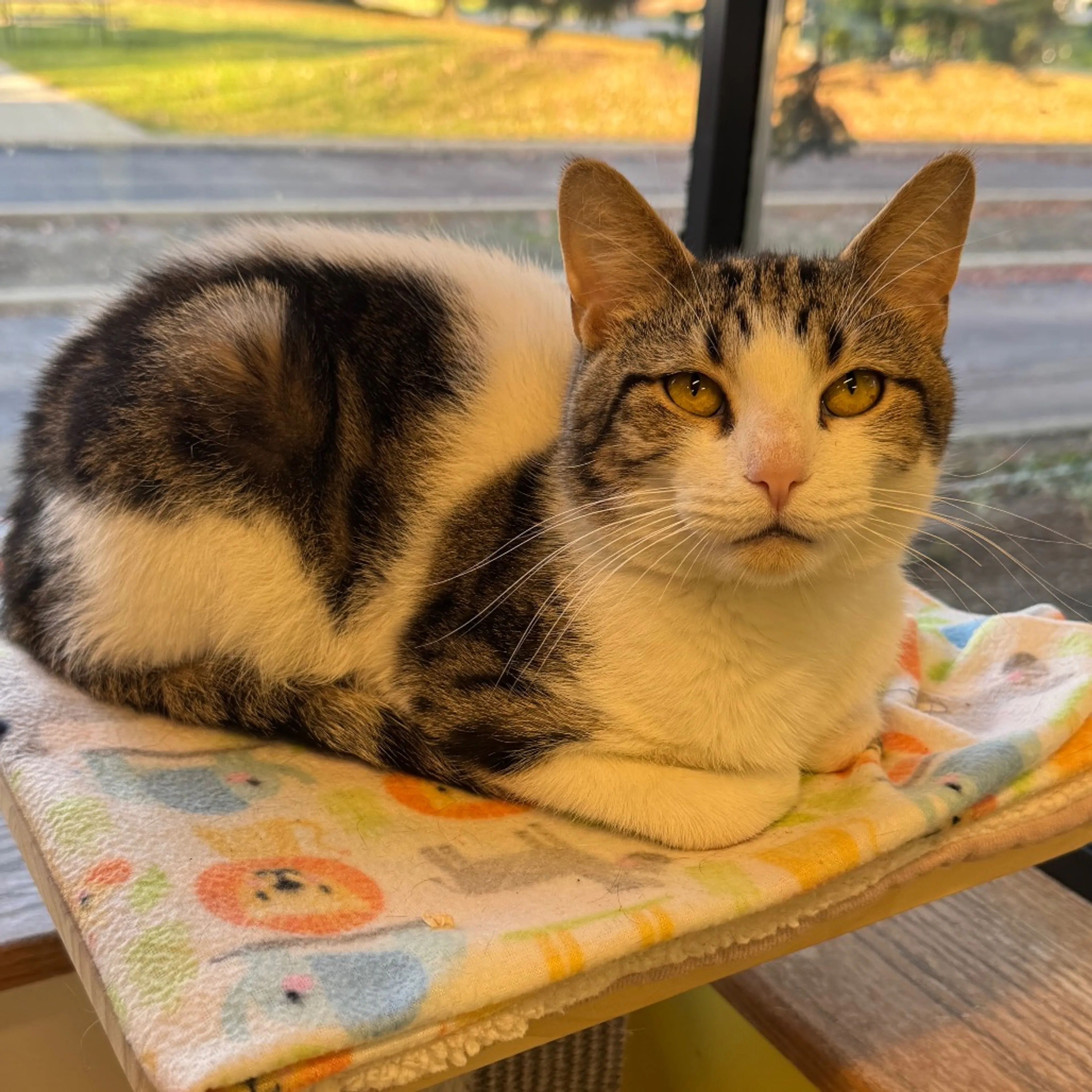 Found pet-4