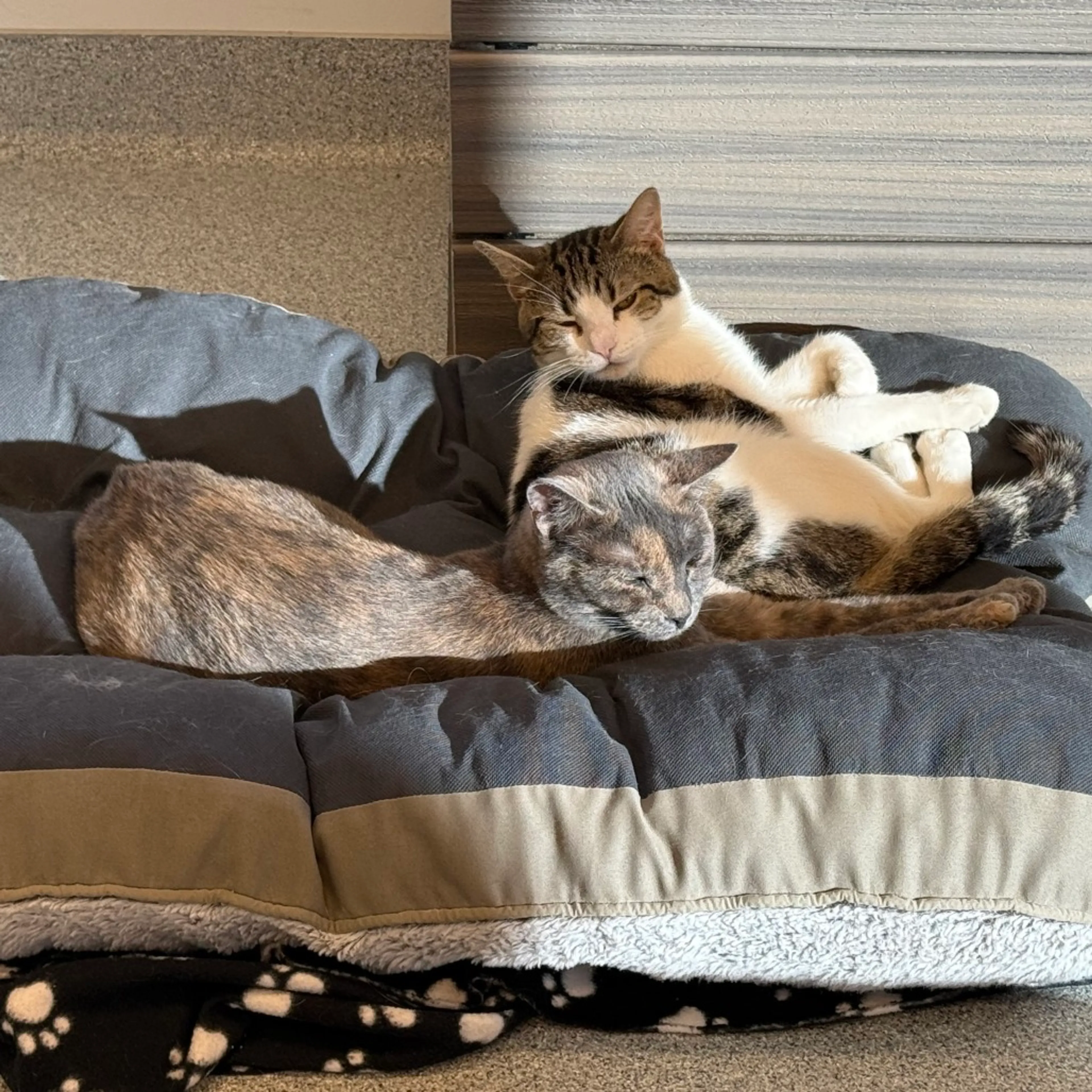 Found pet-5