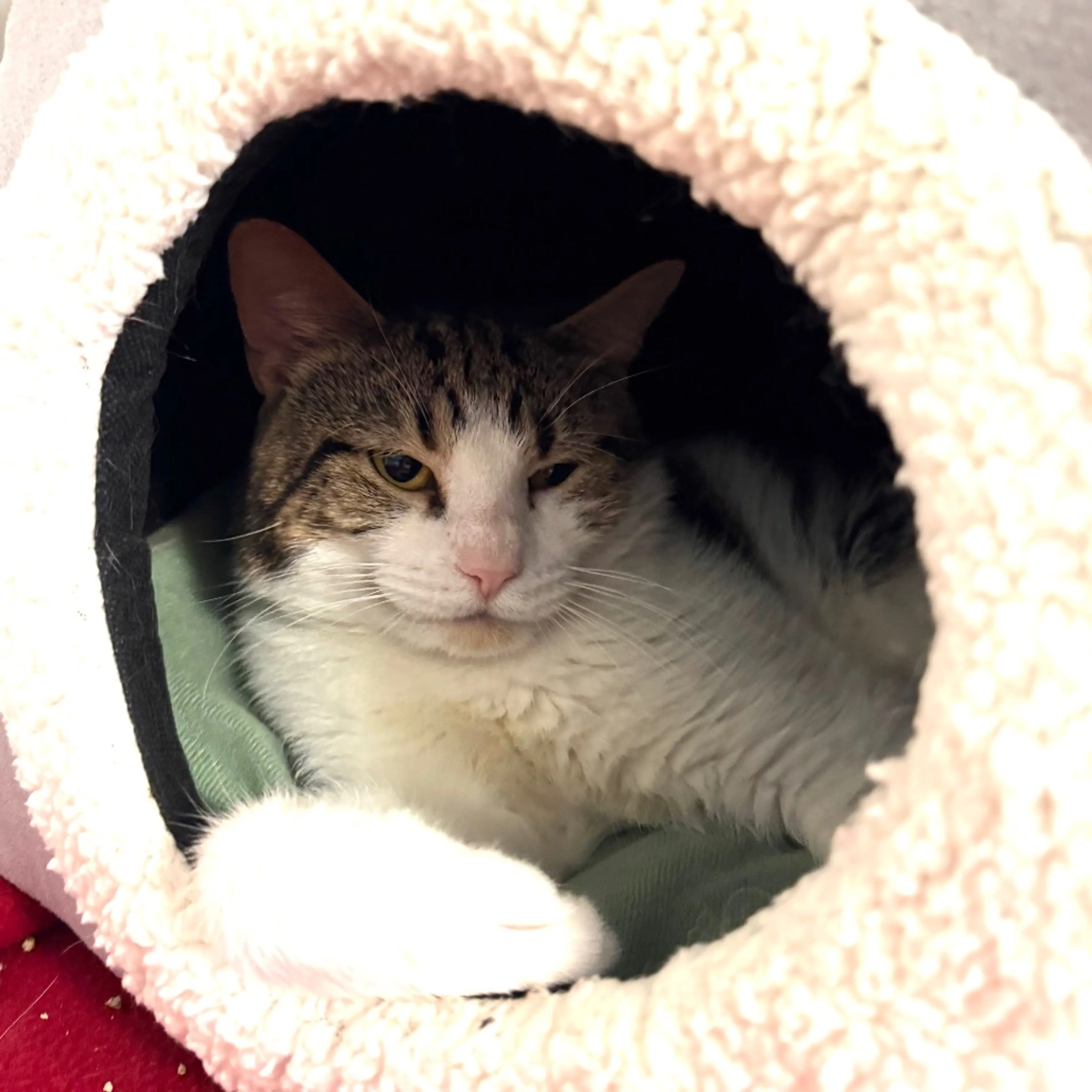 Found pet-3