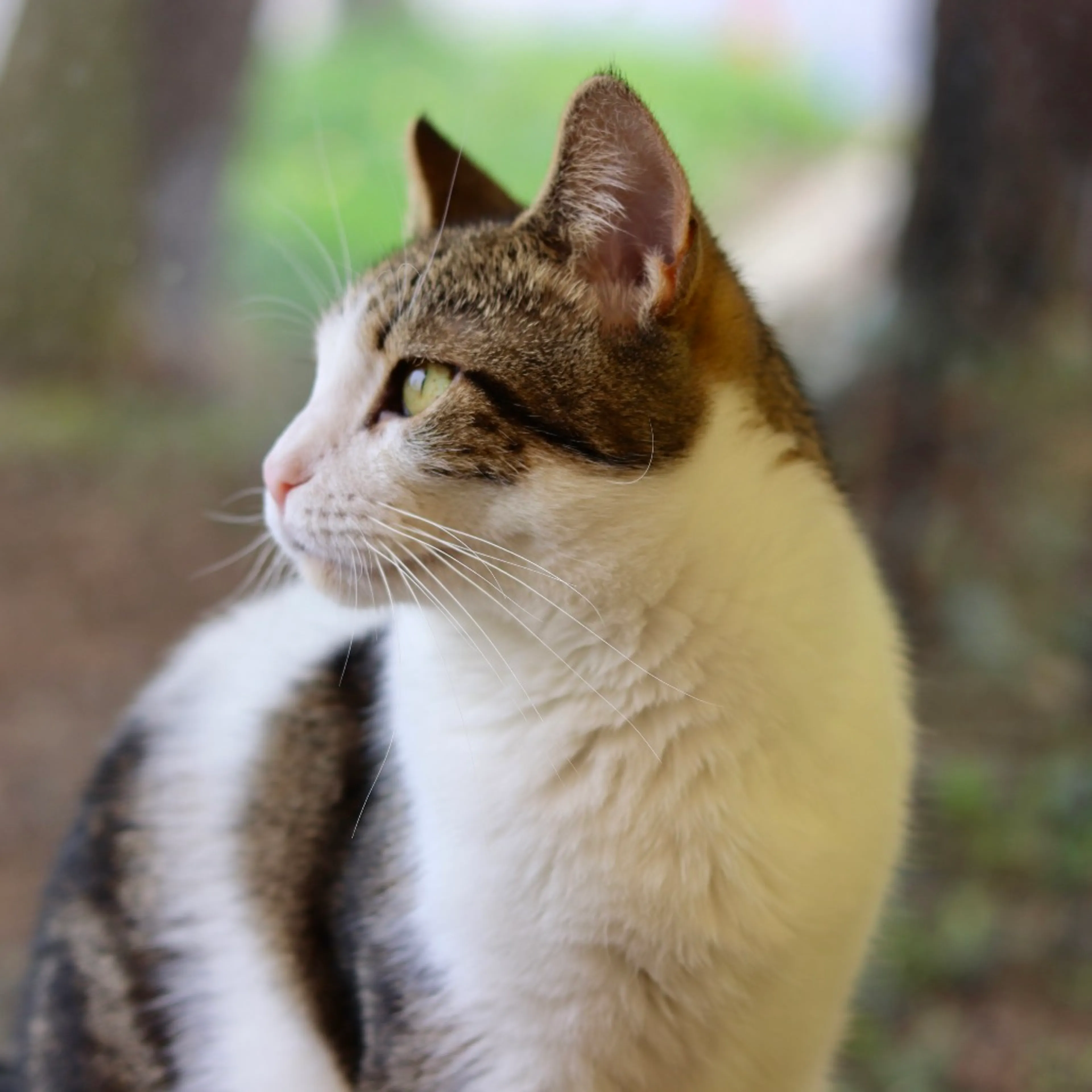Found pet-16