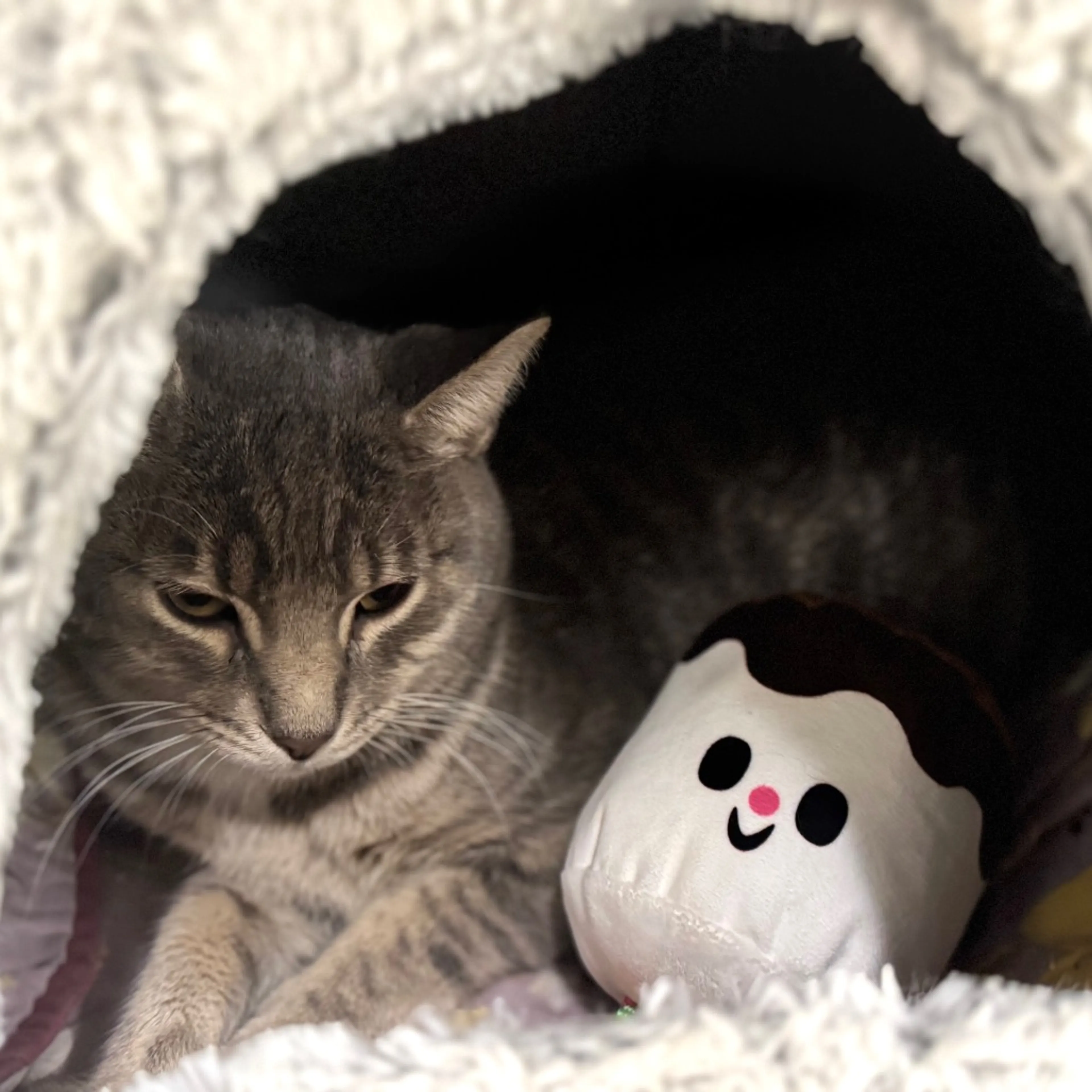 Found pet-7