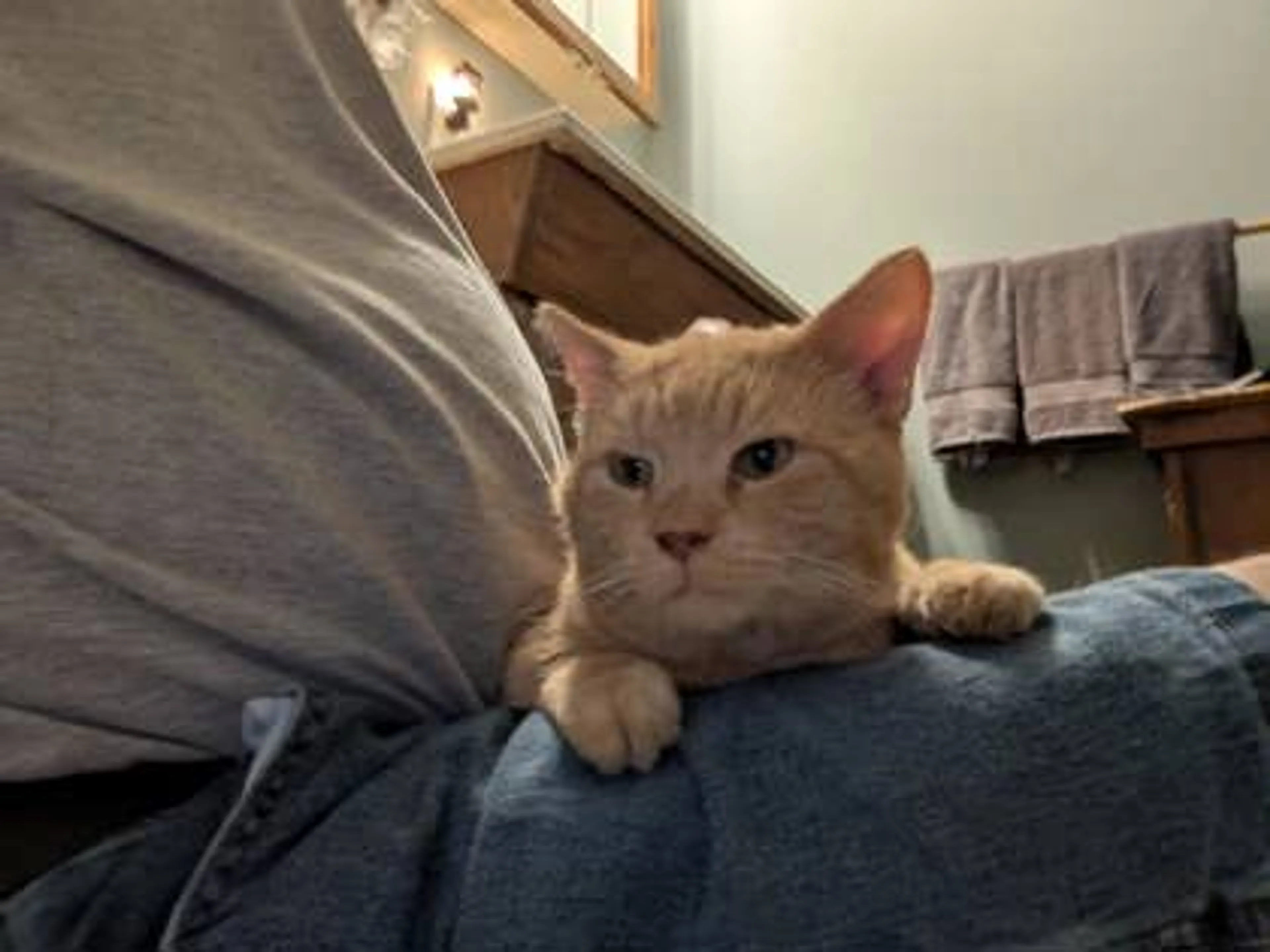 Found pet-1