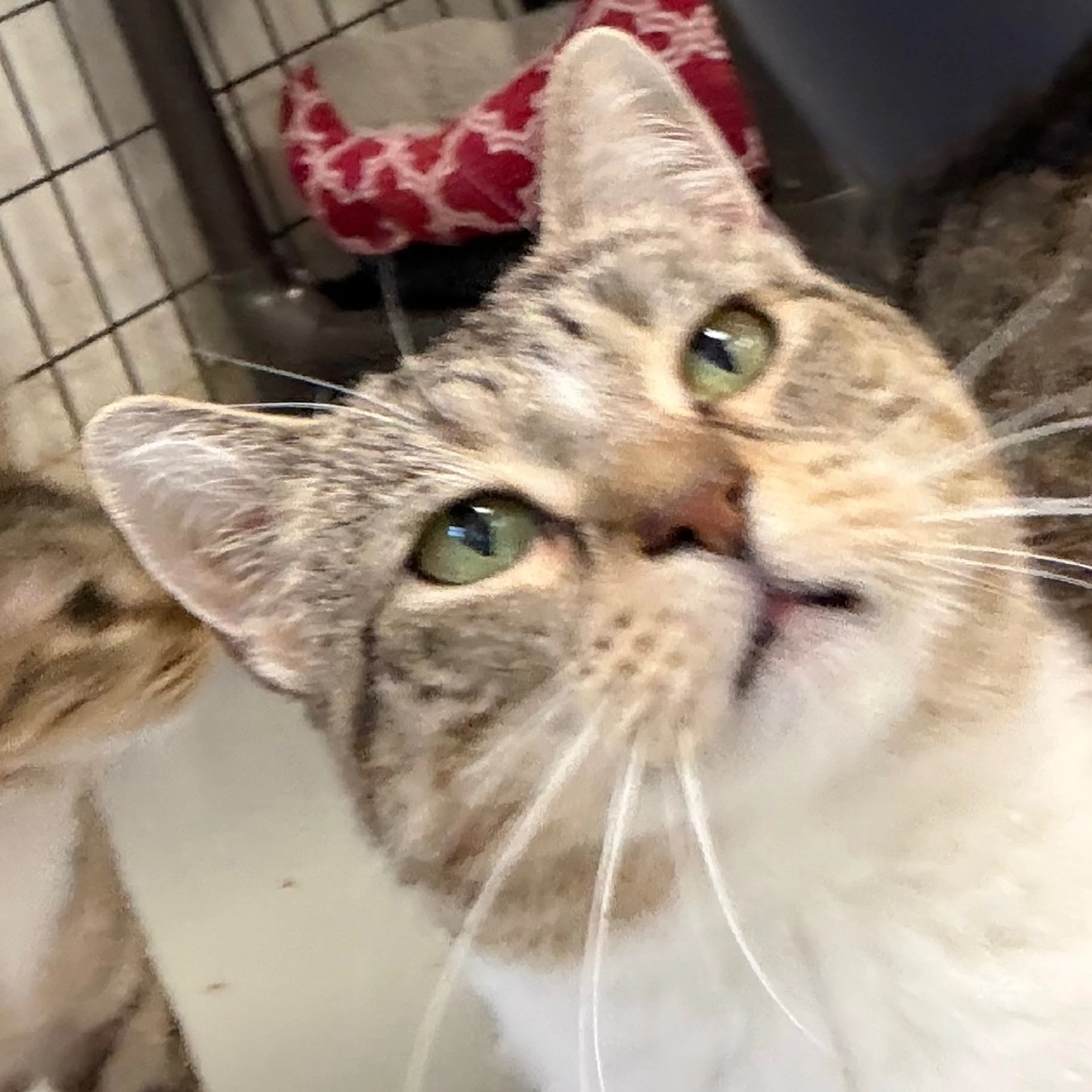 Found pet-6