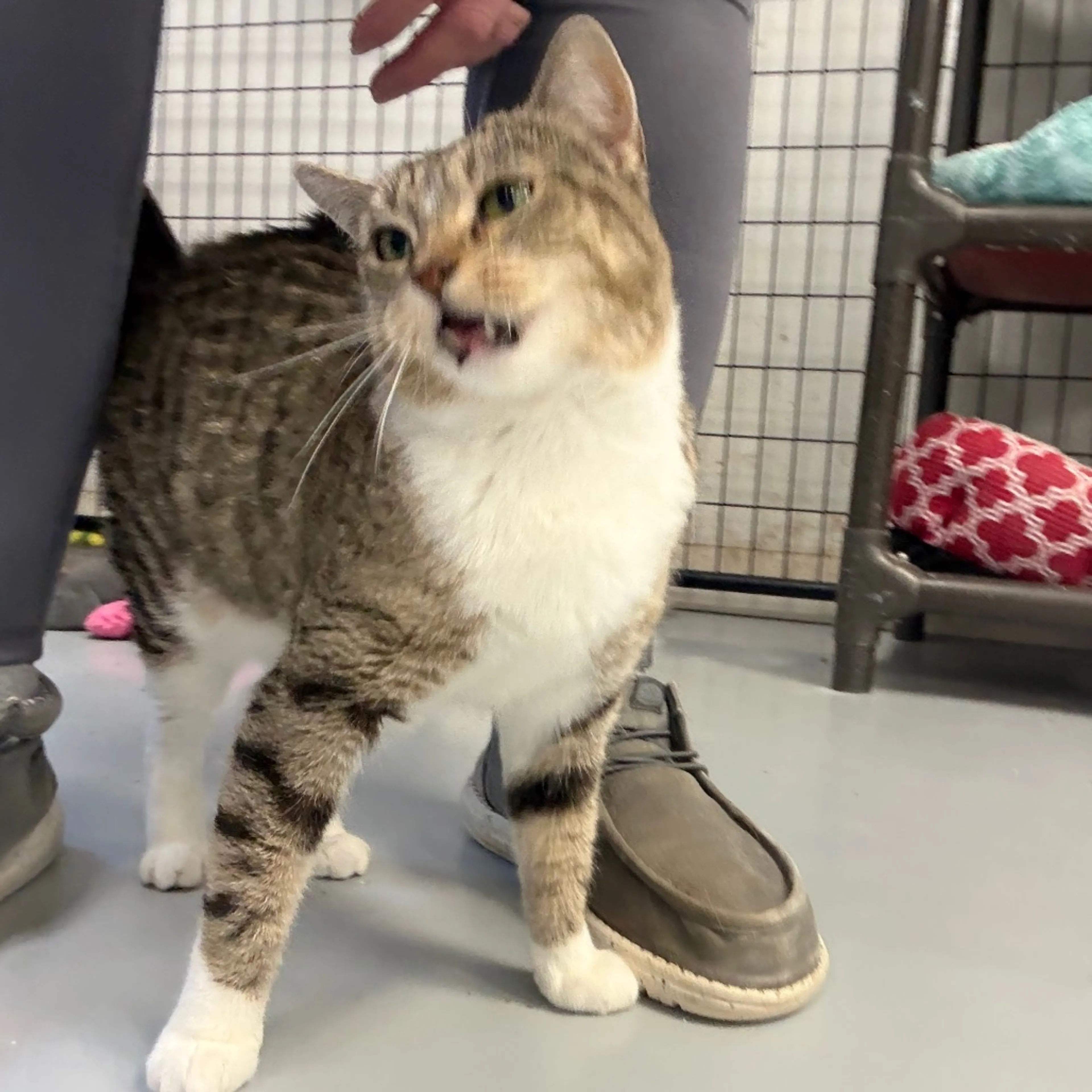 Found pet-4