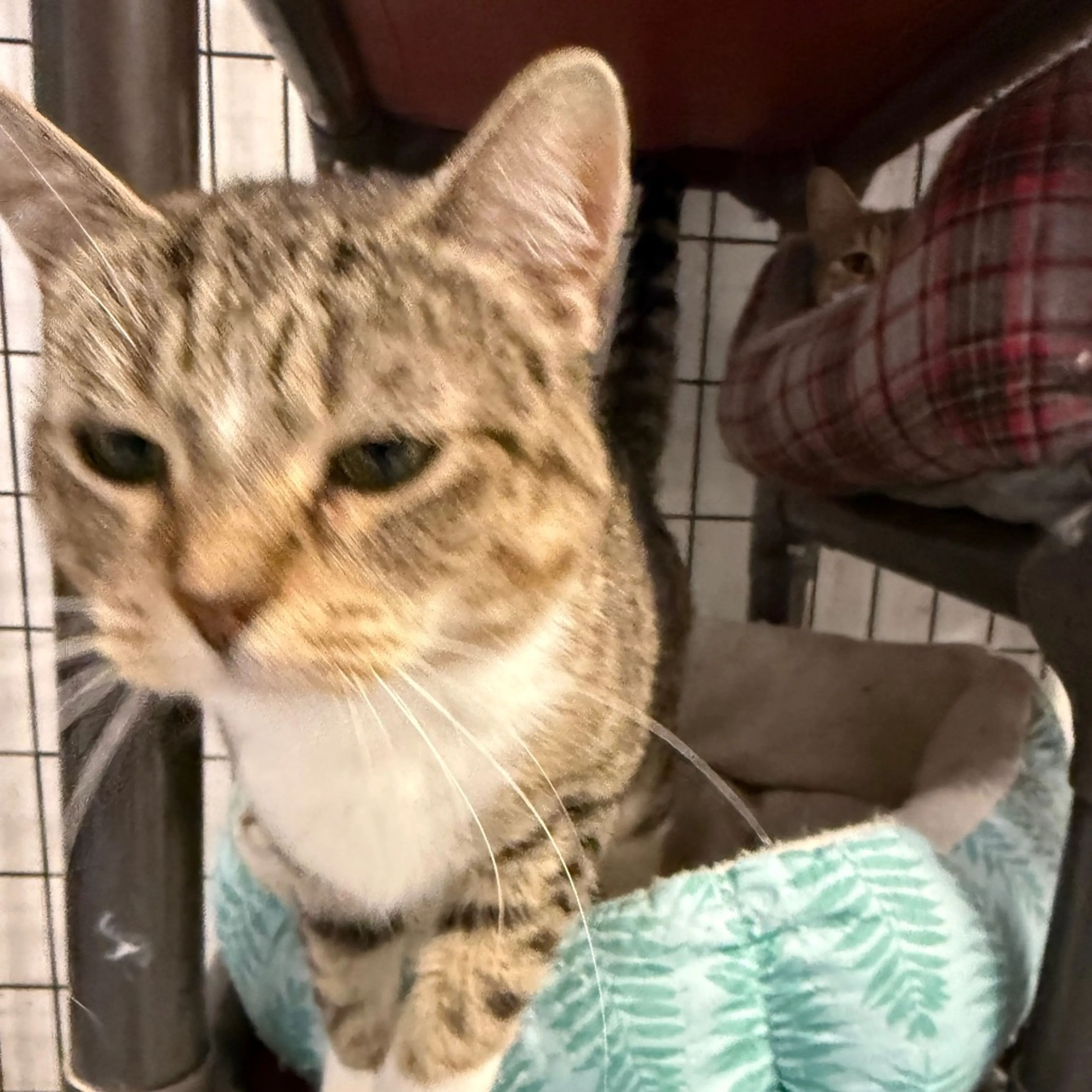 Found pet-9