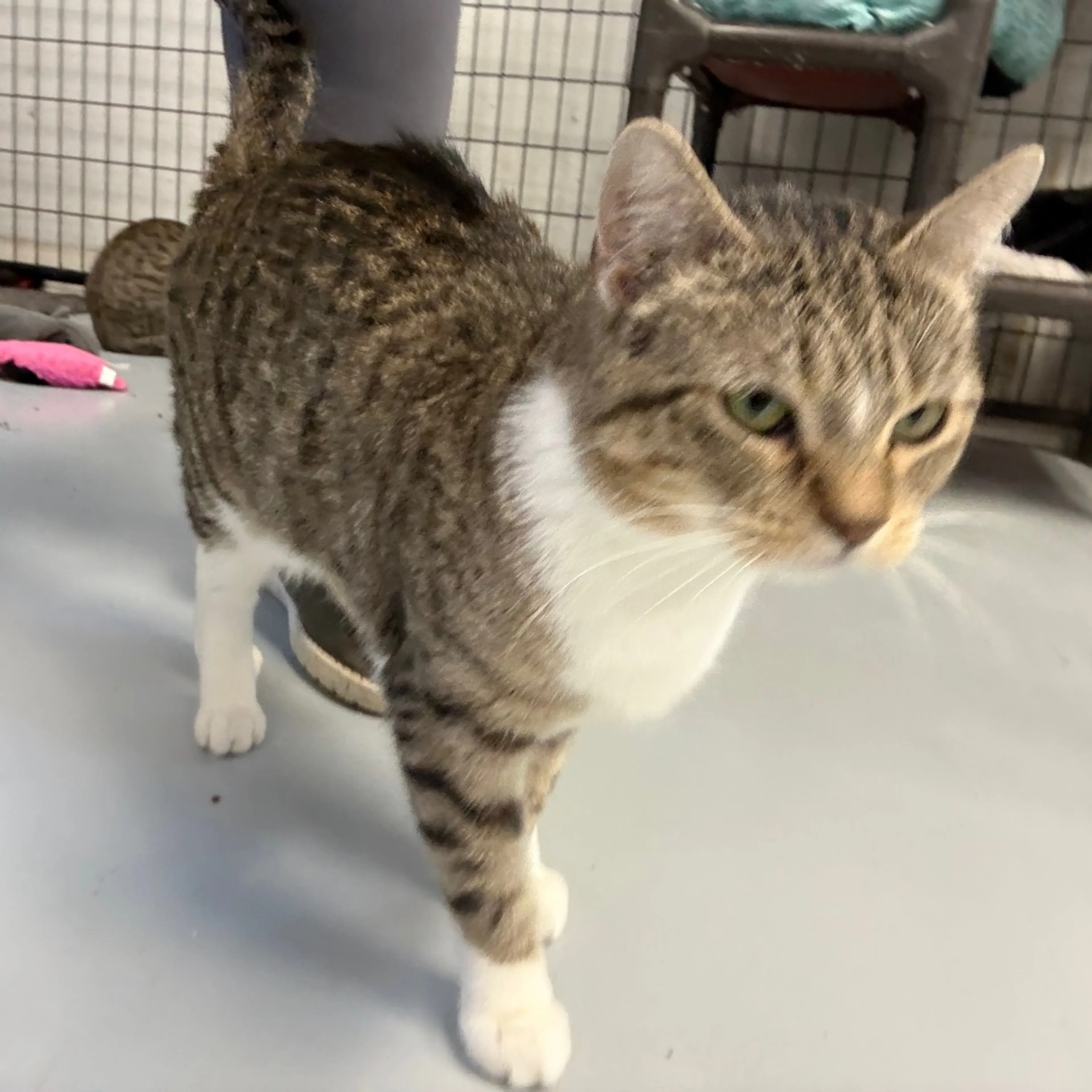 Found pet-2