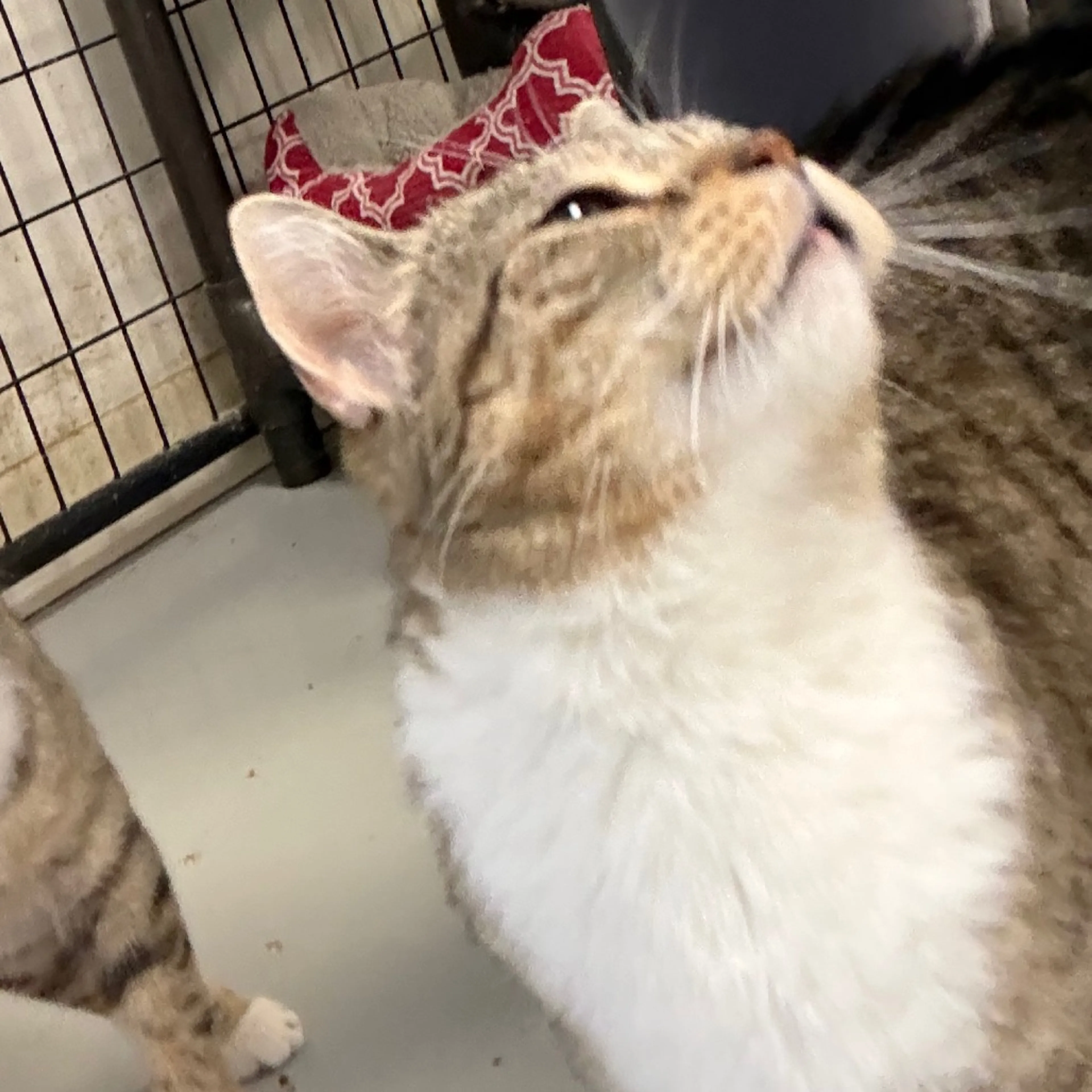 Found pet-7