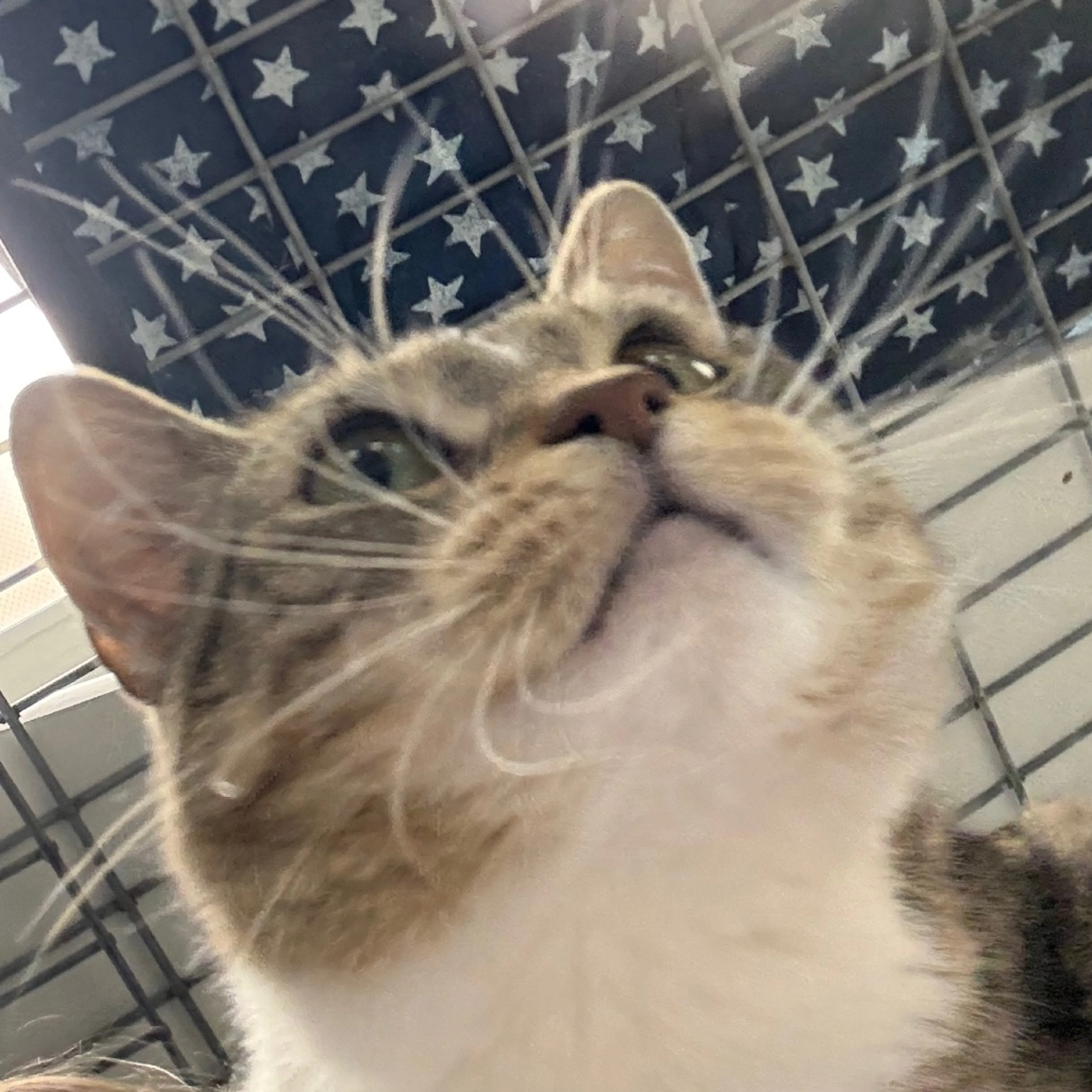 Found pet-5