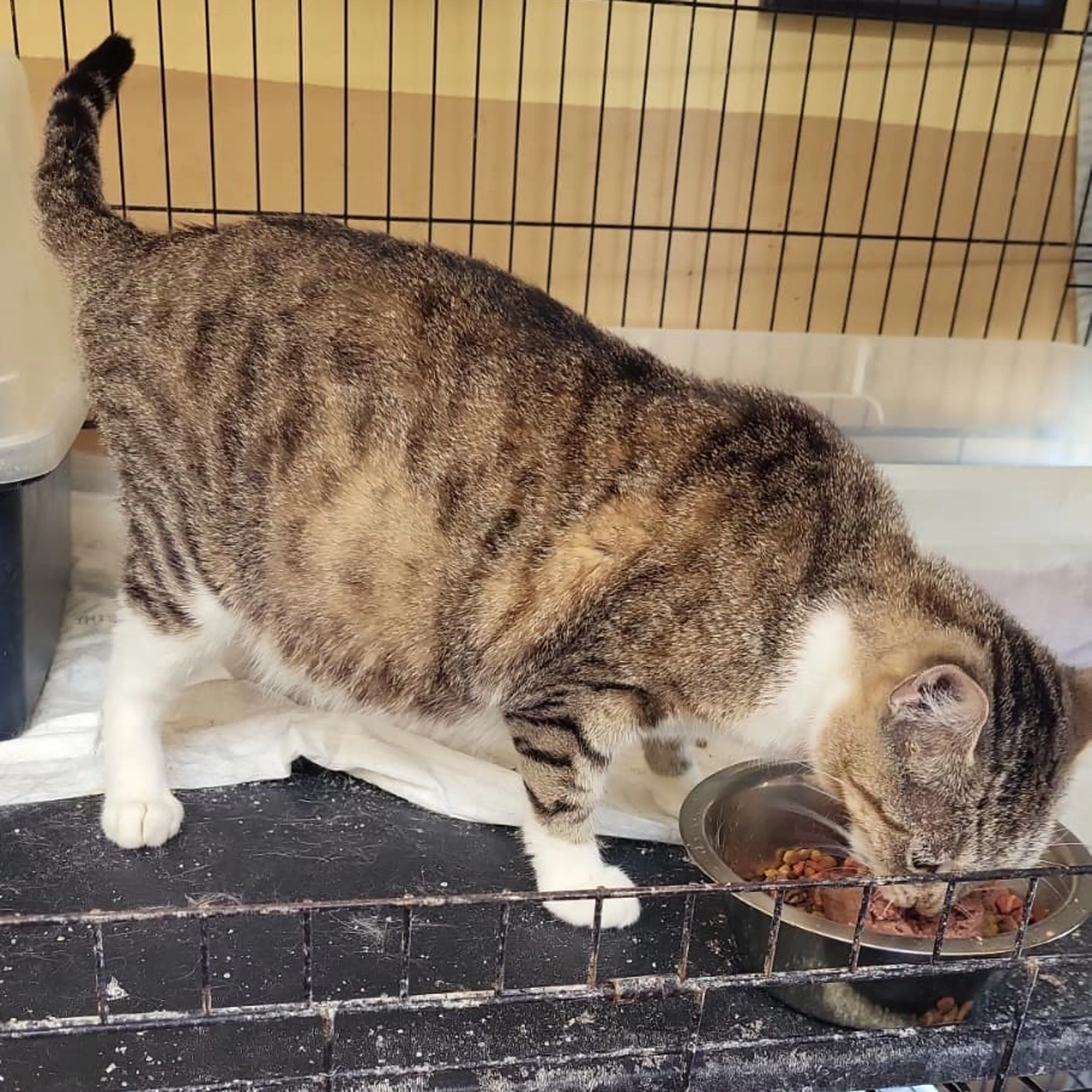 Found pet-1