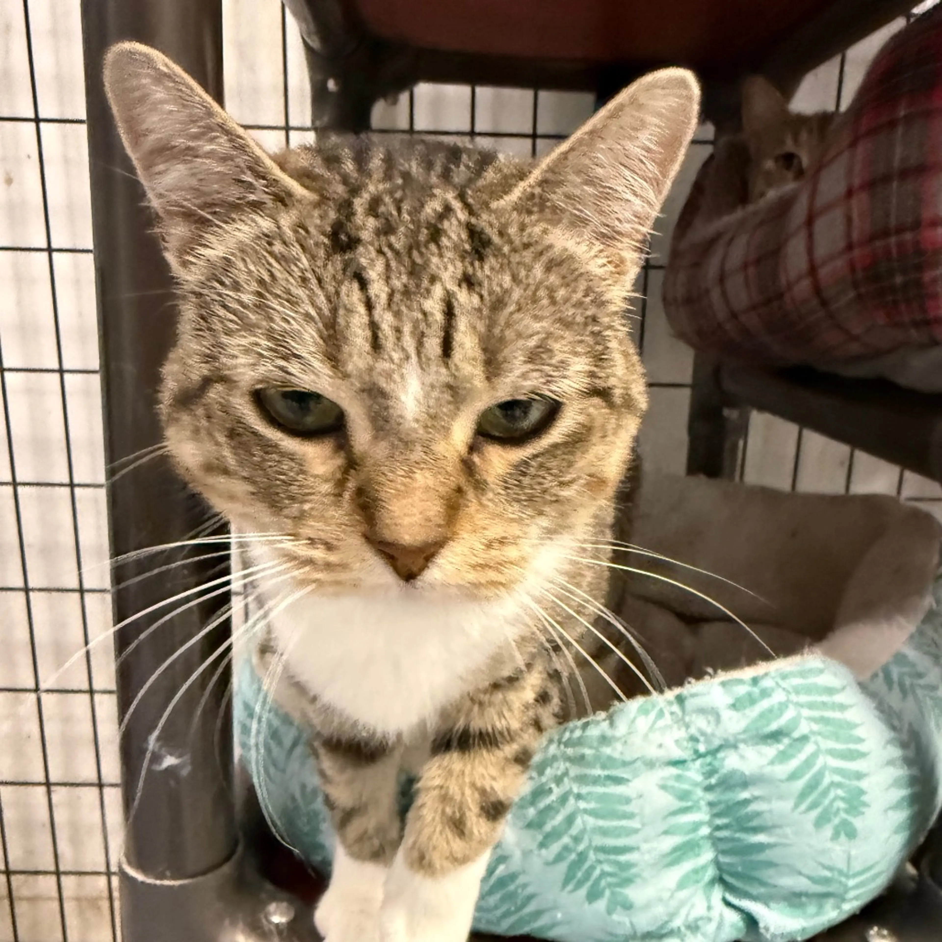 Found pet-8