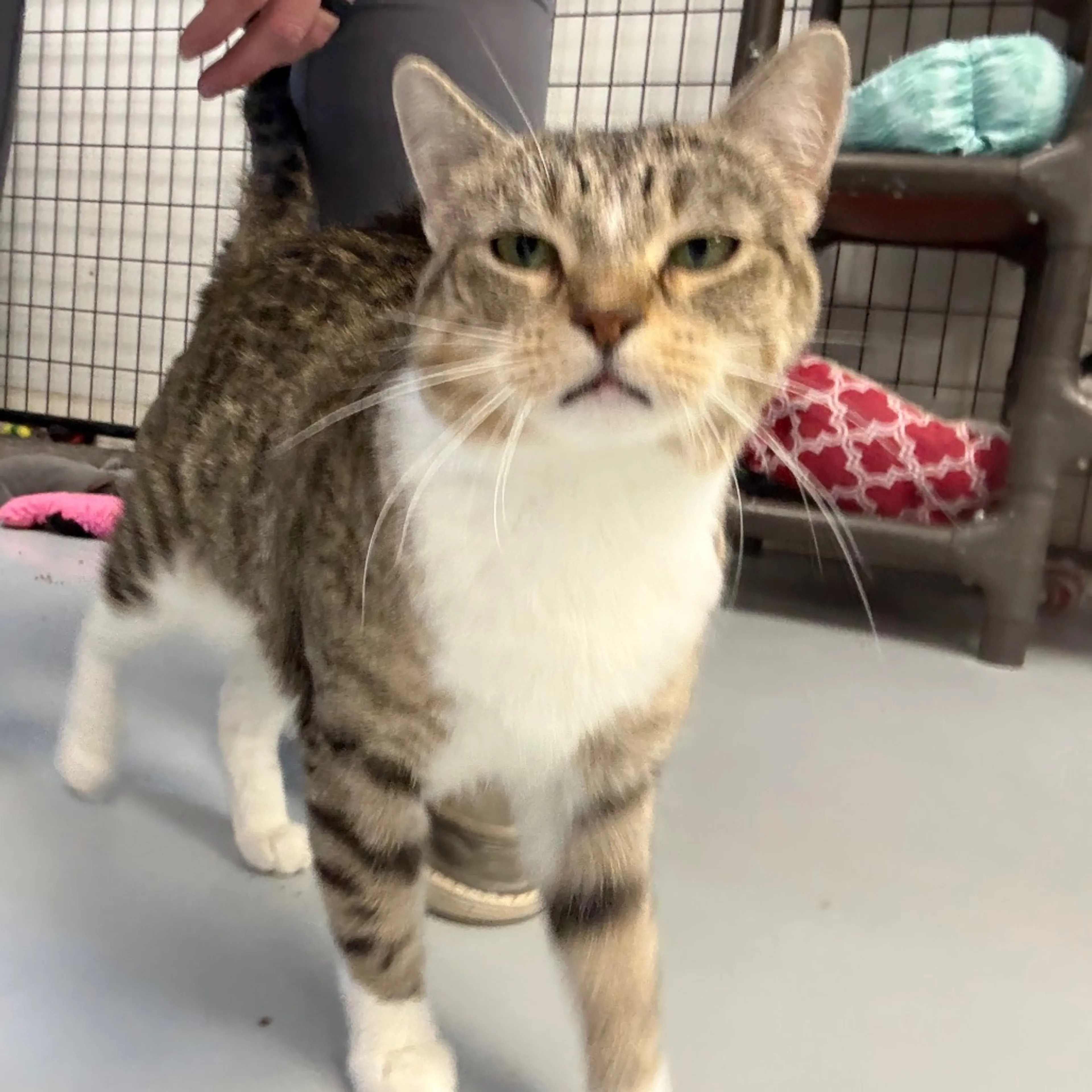 Found pet-3