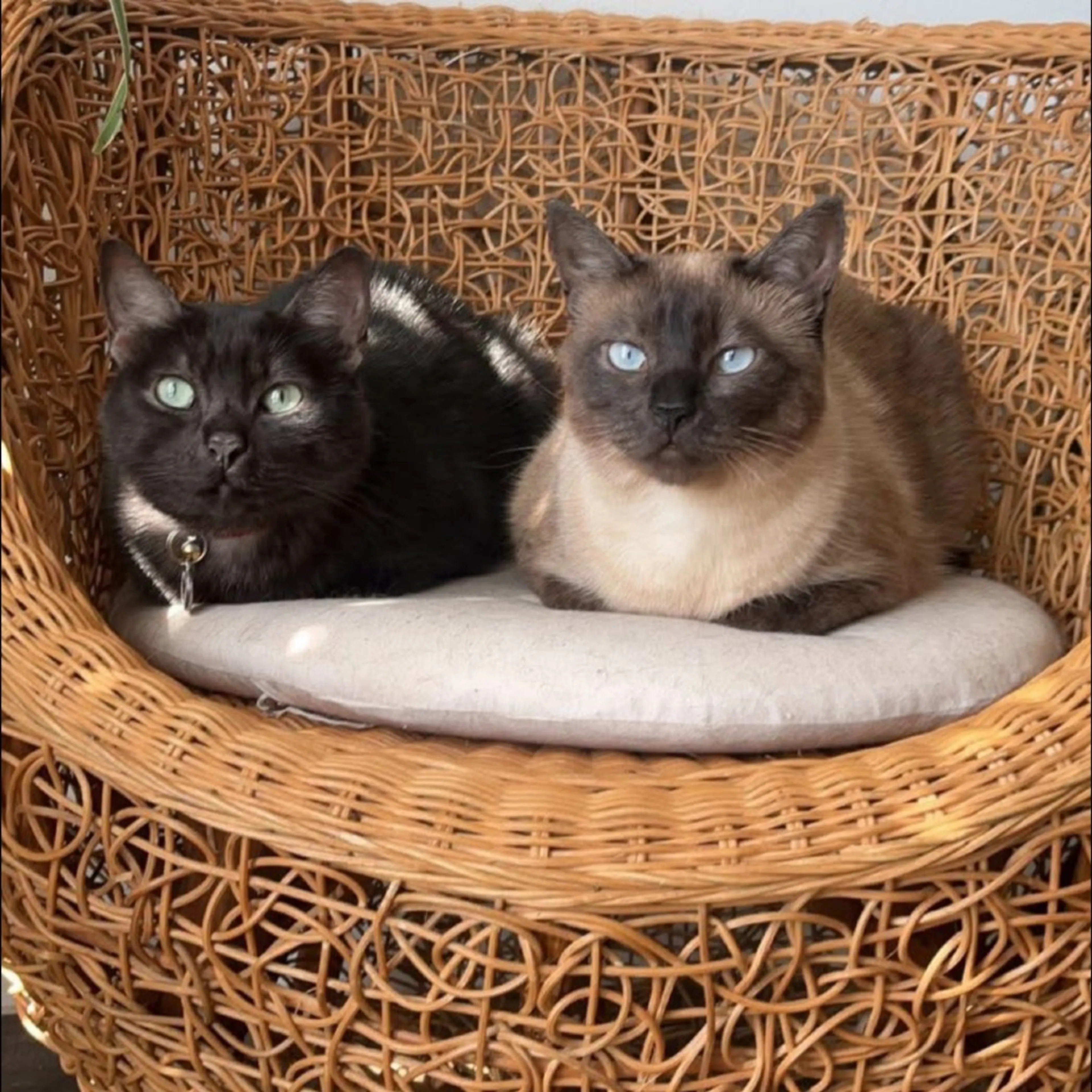Found pet-4