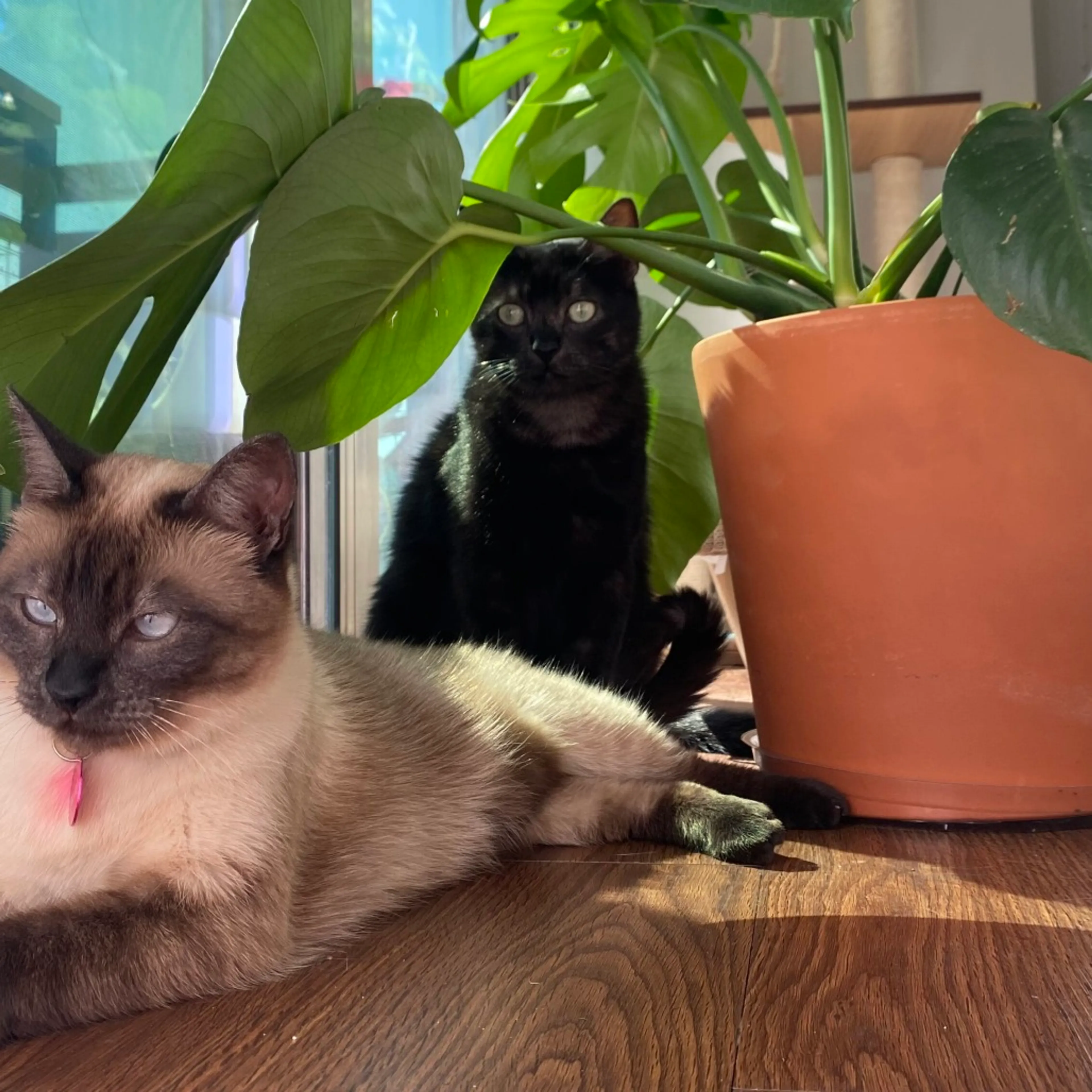 Found pet-3