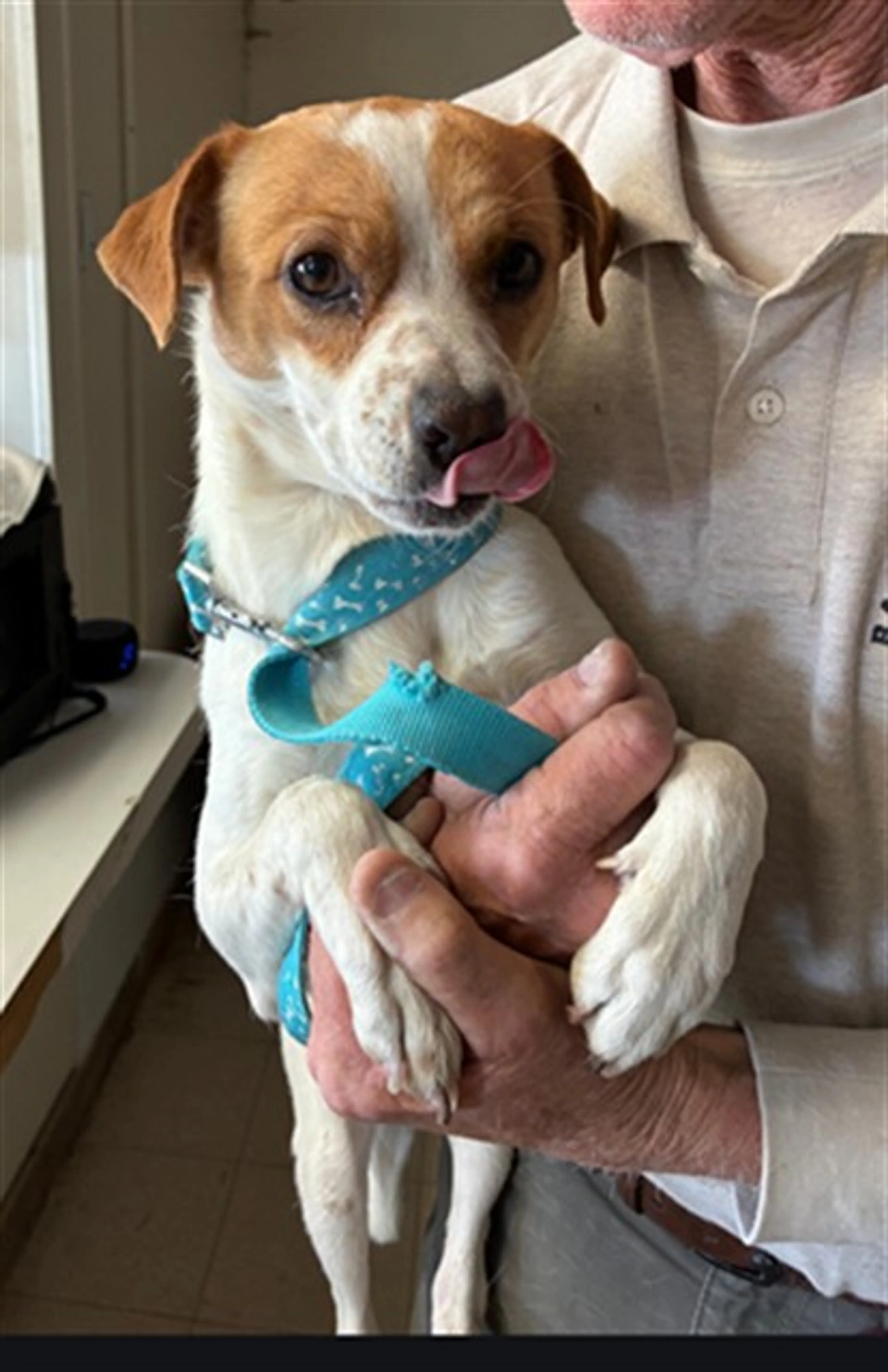 Found pet