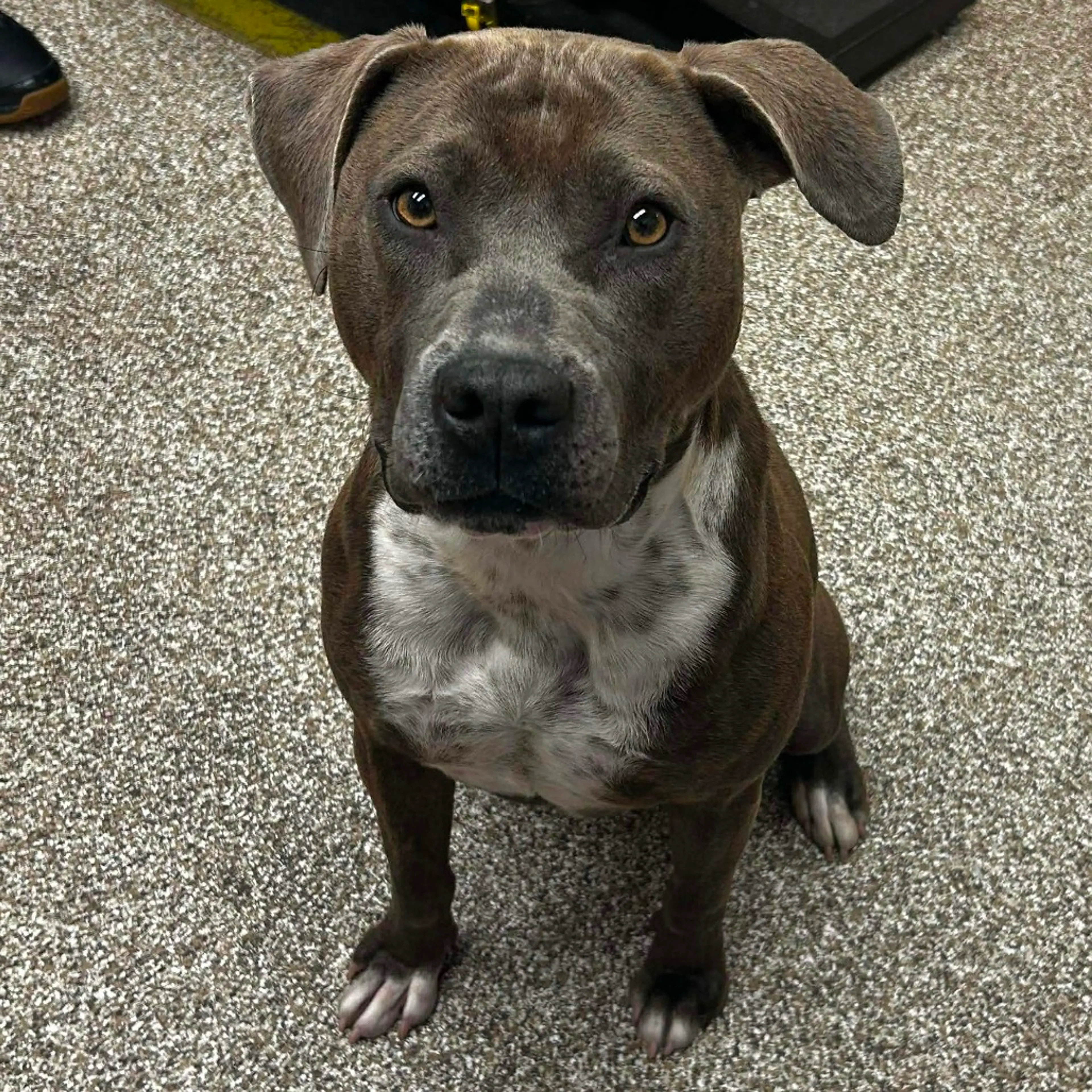 cdn image