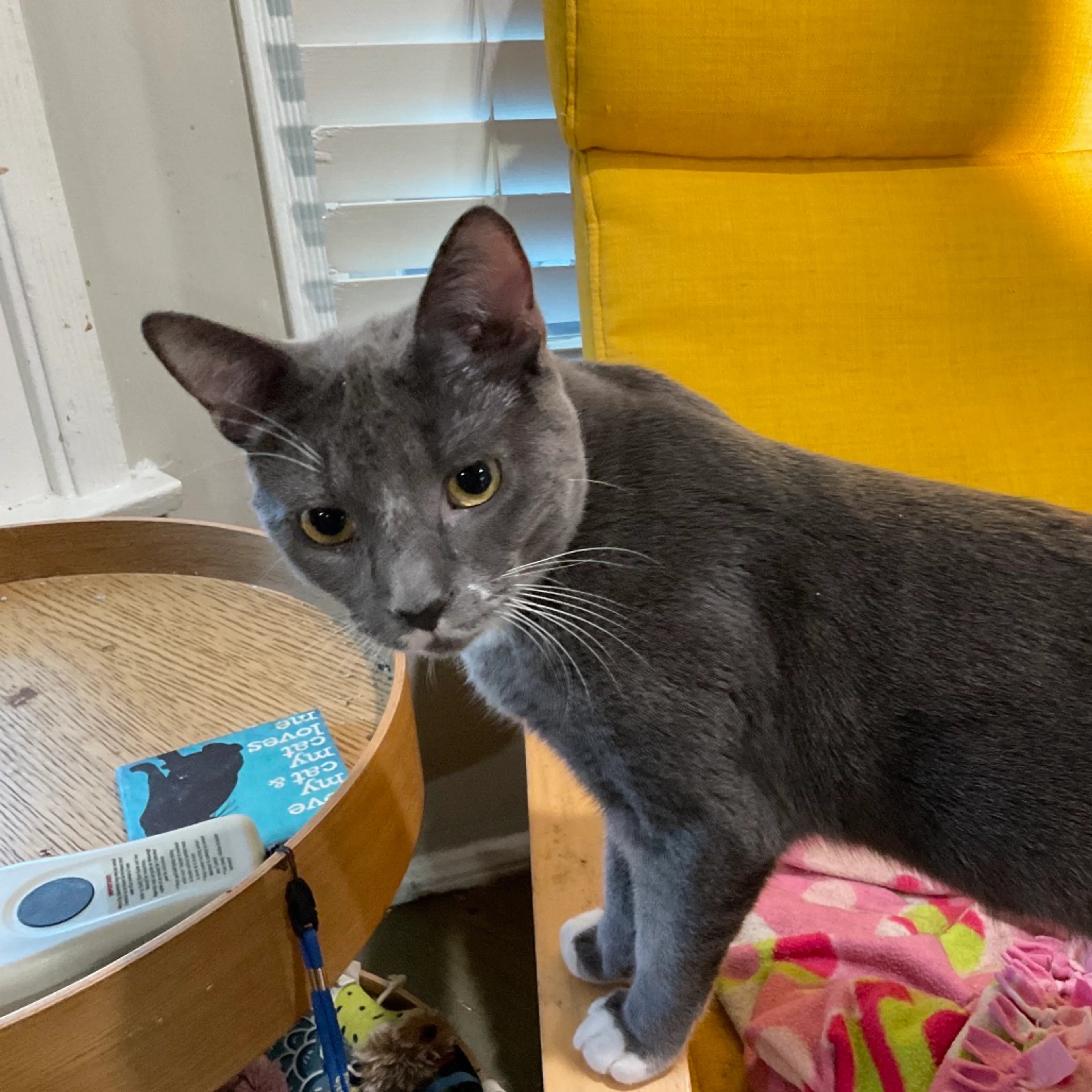 Found pet-1