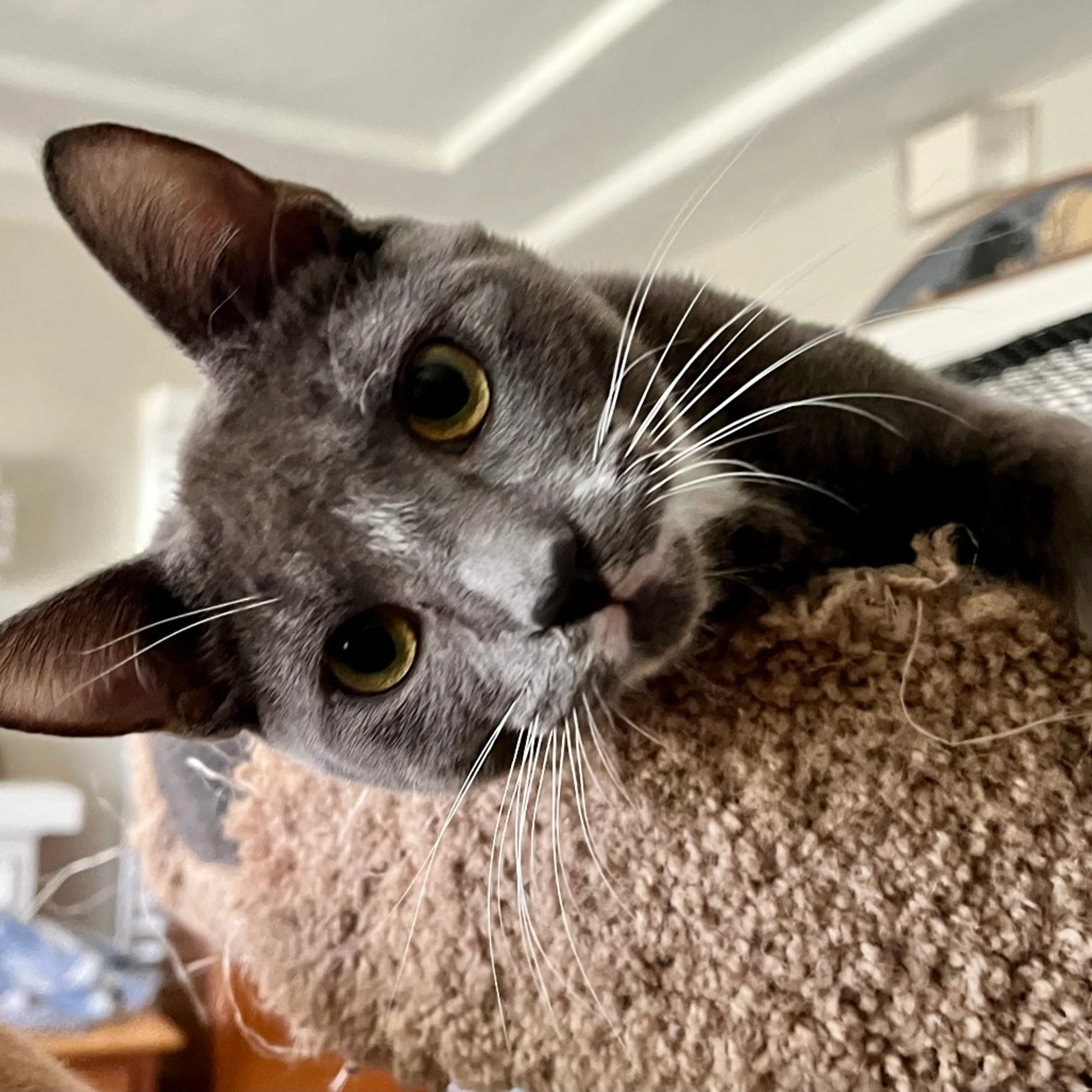 Found pet-0