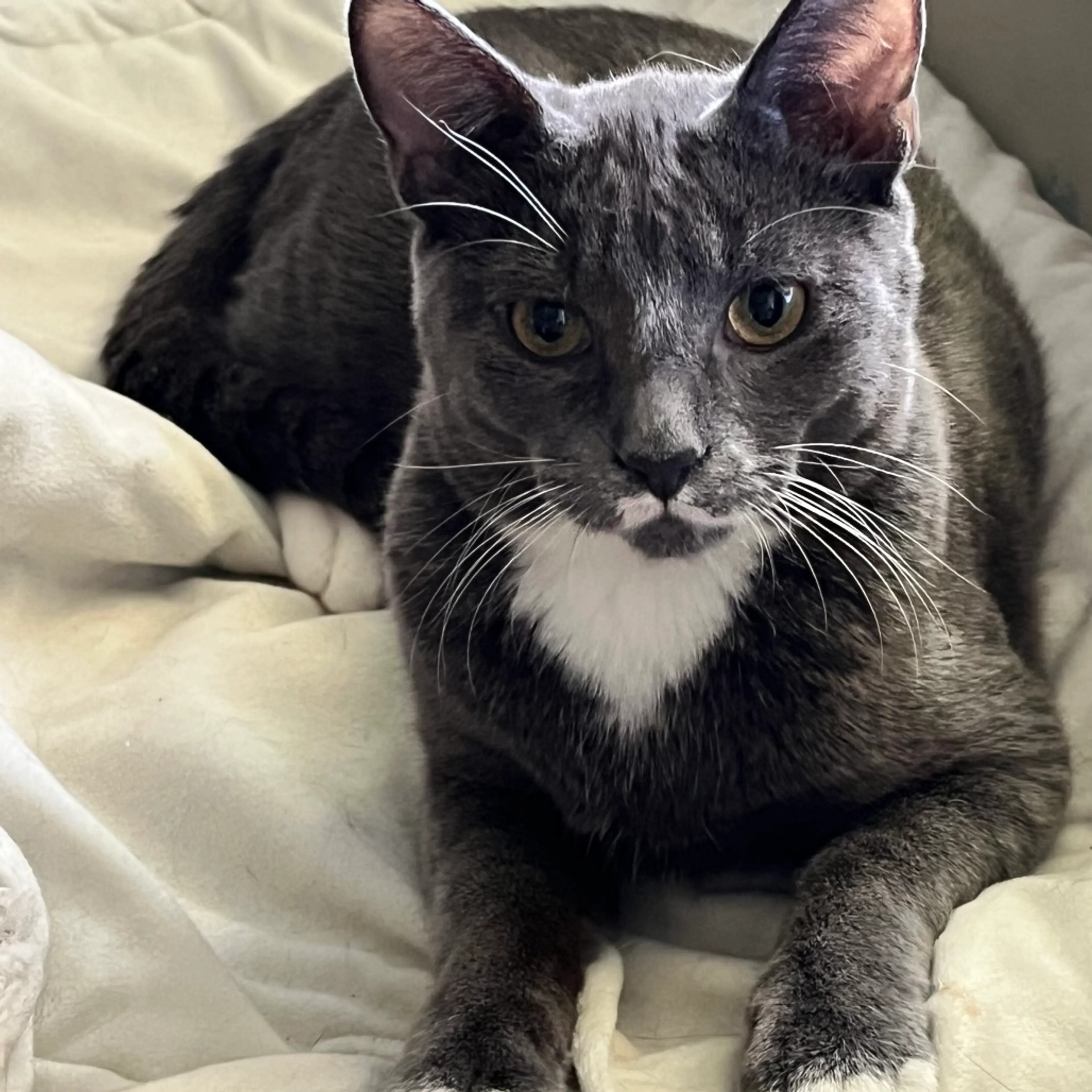 Found pet-2