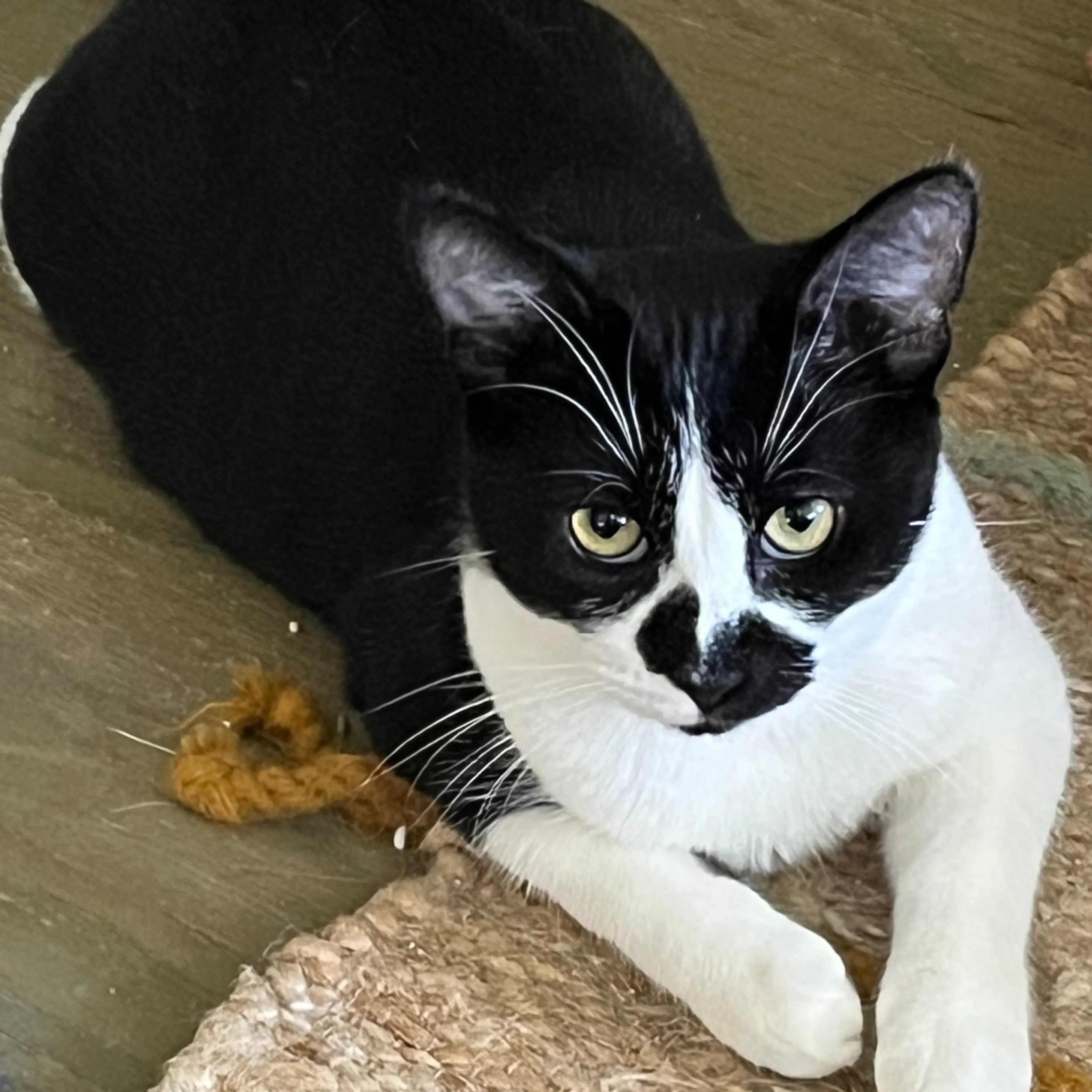 Found pet-2