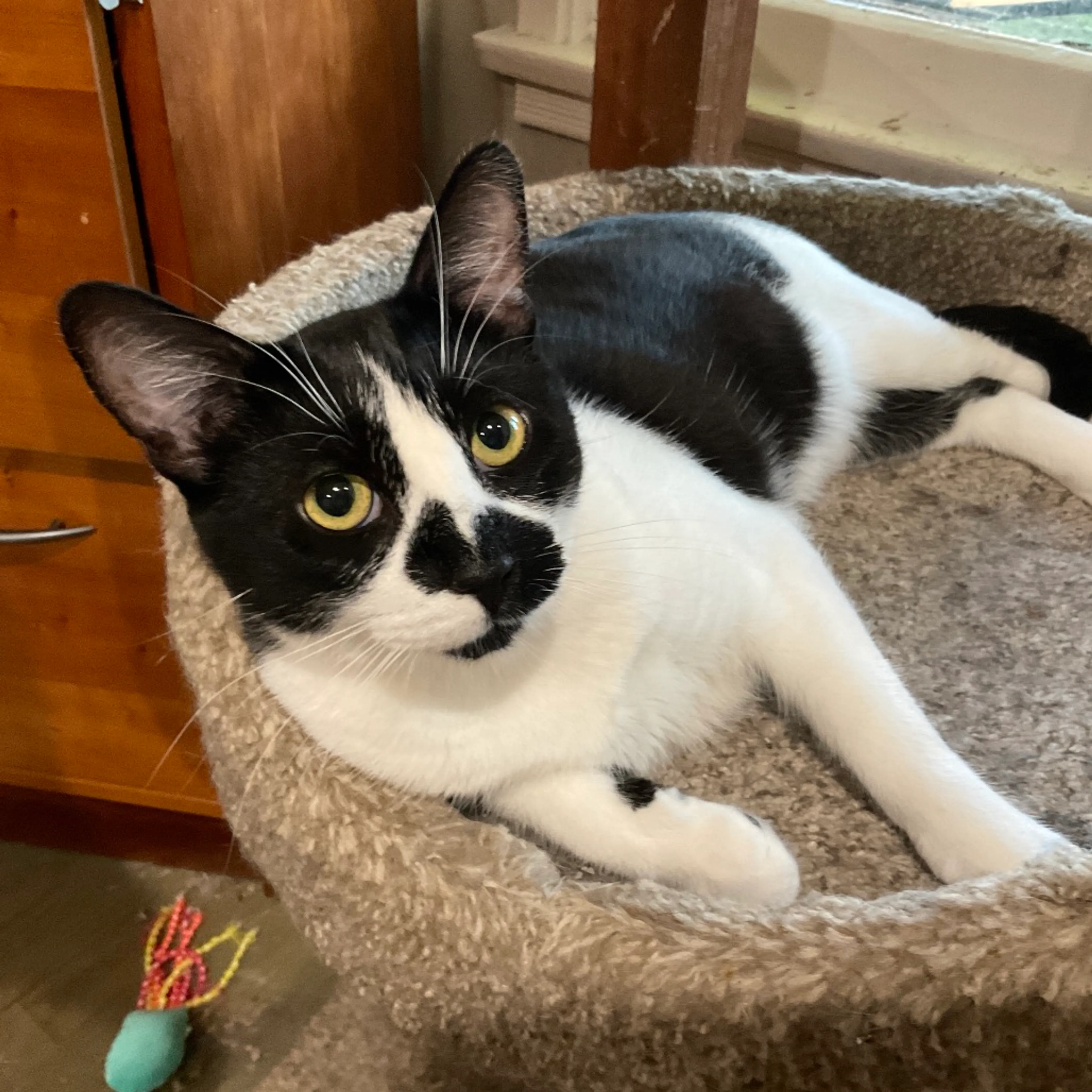 Found pet-1