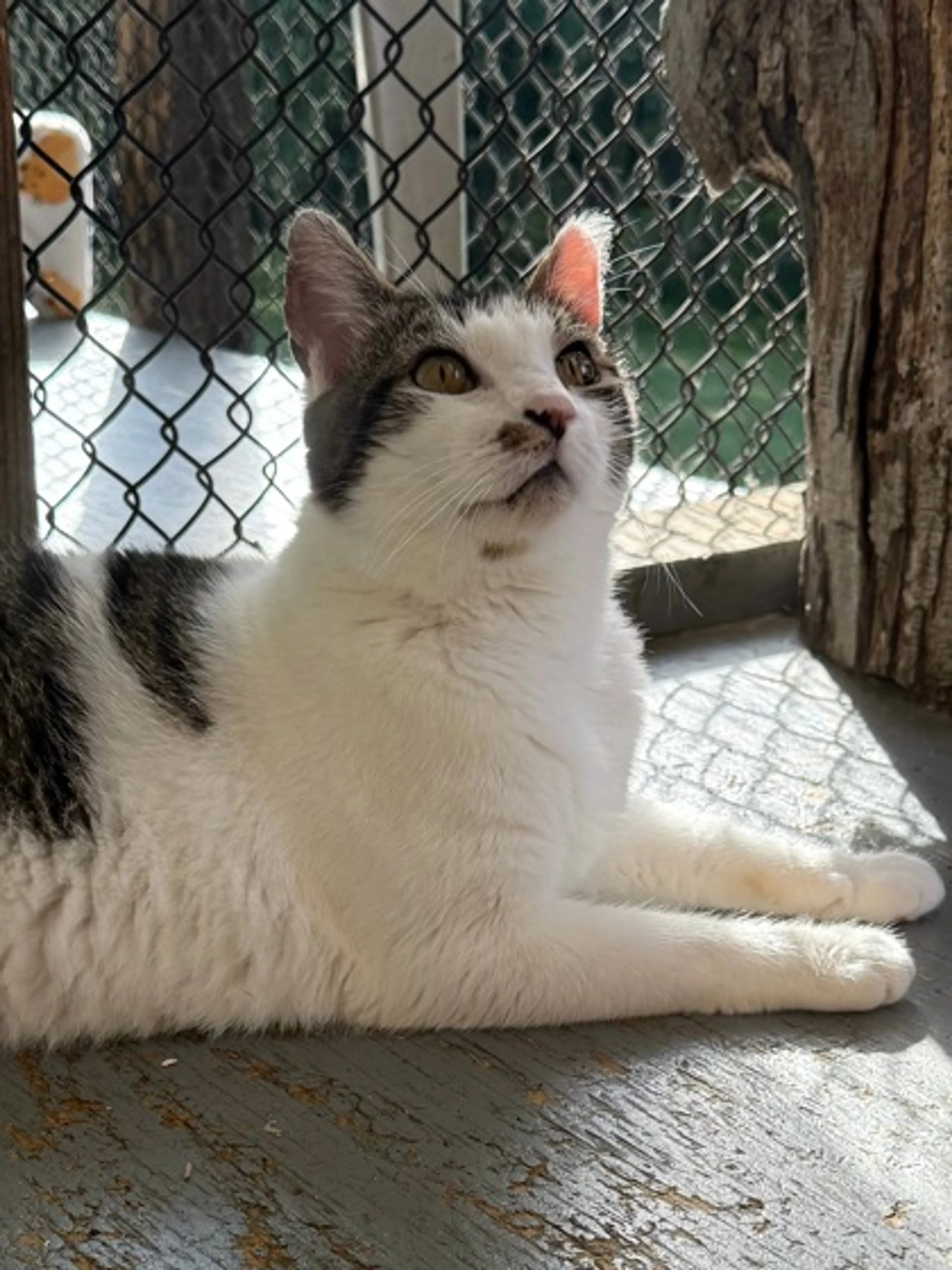 Found pet-1