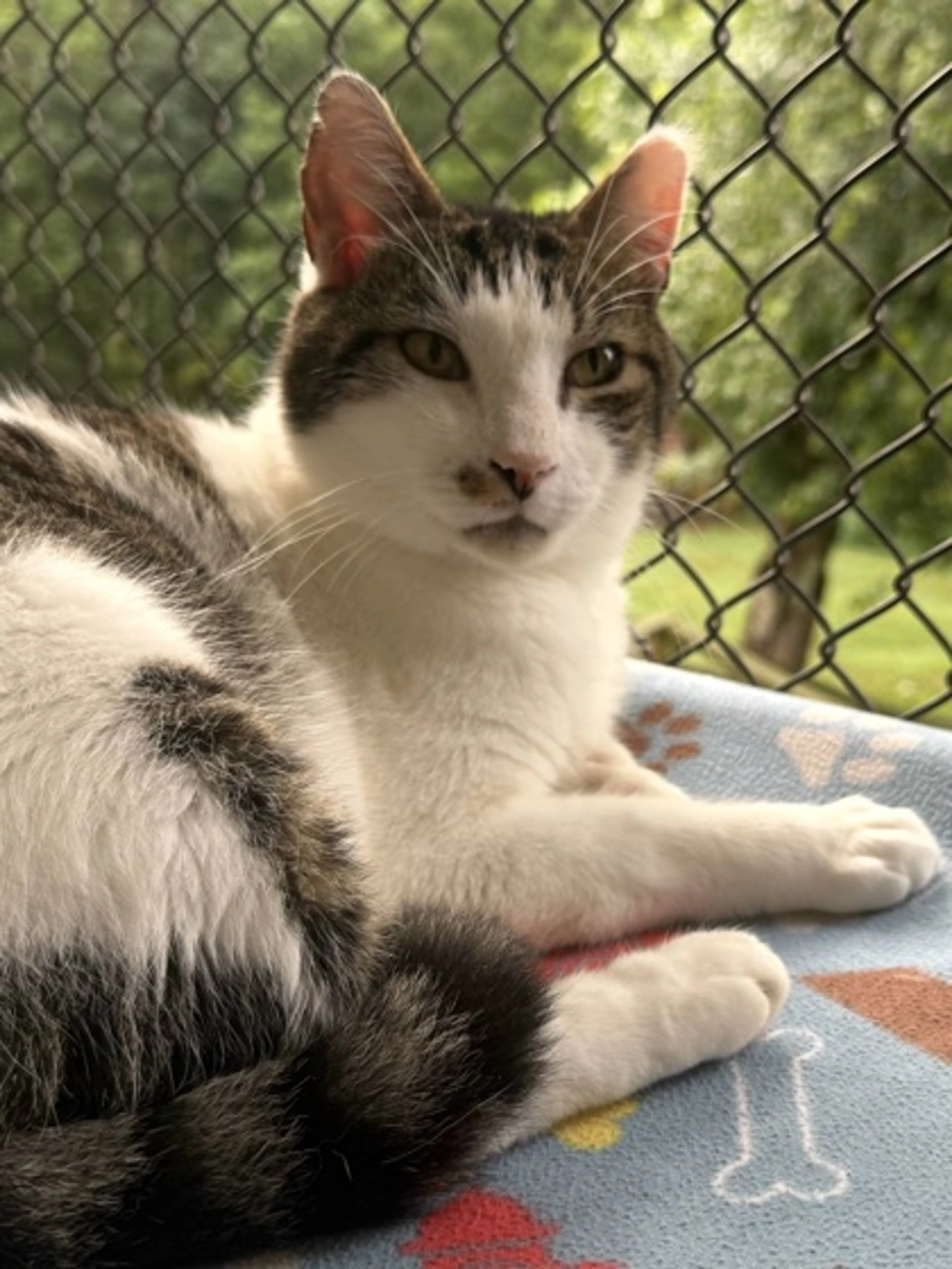 Found pet-2