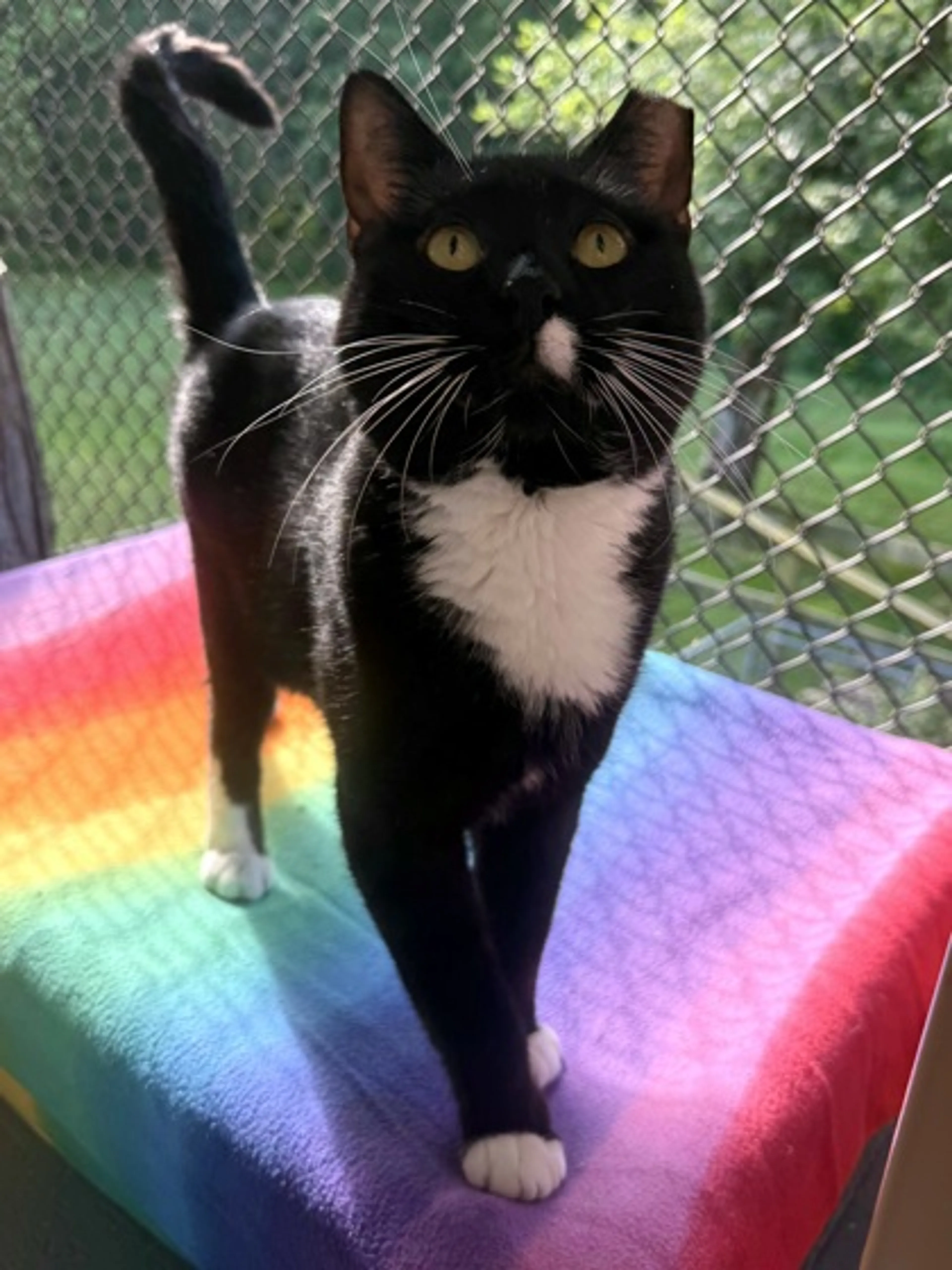 Found pet-1