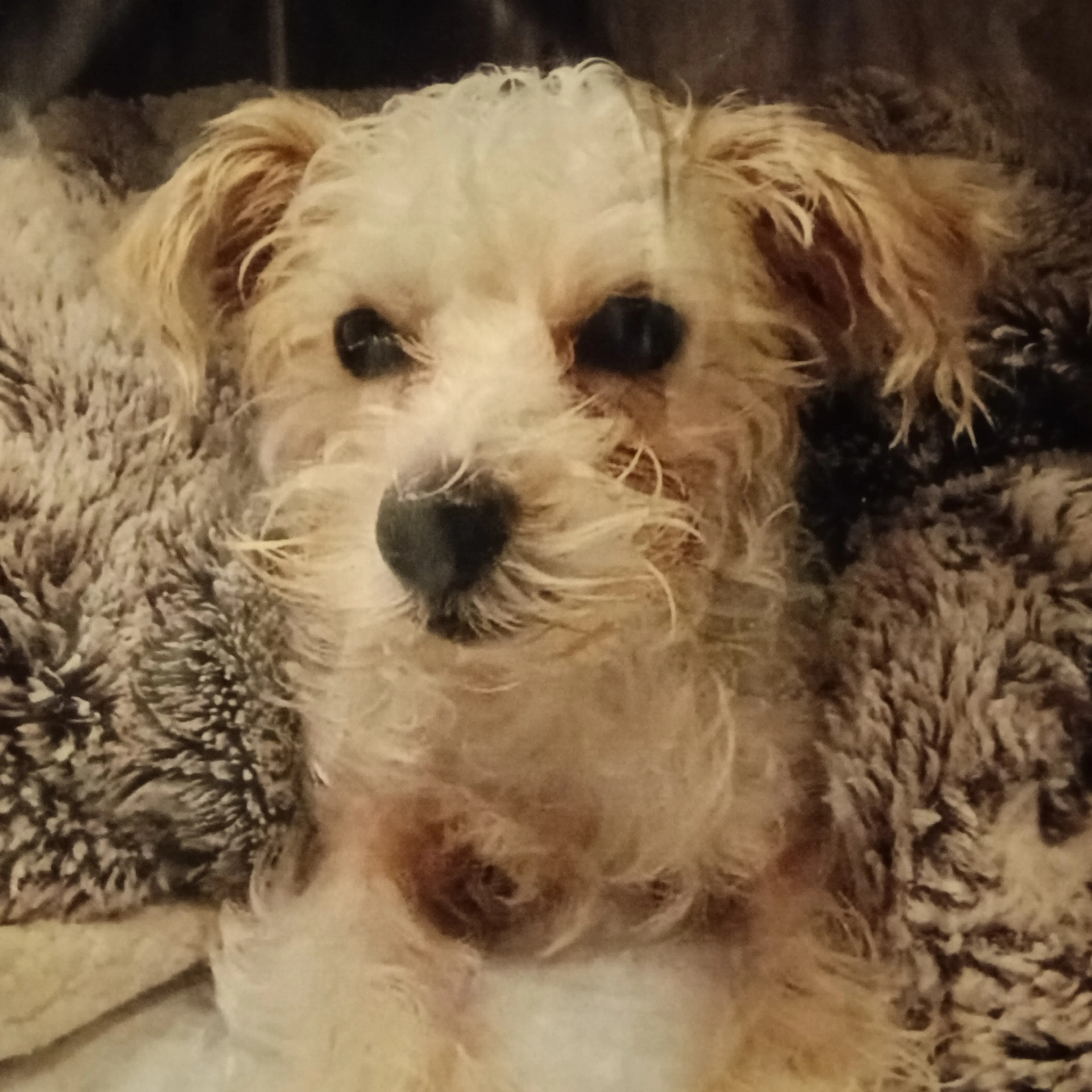 Lost pet